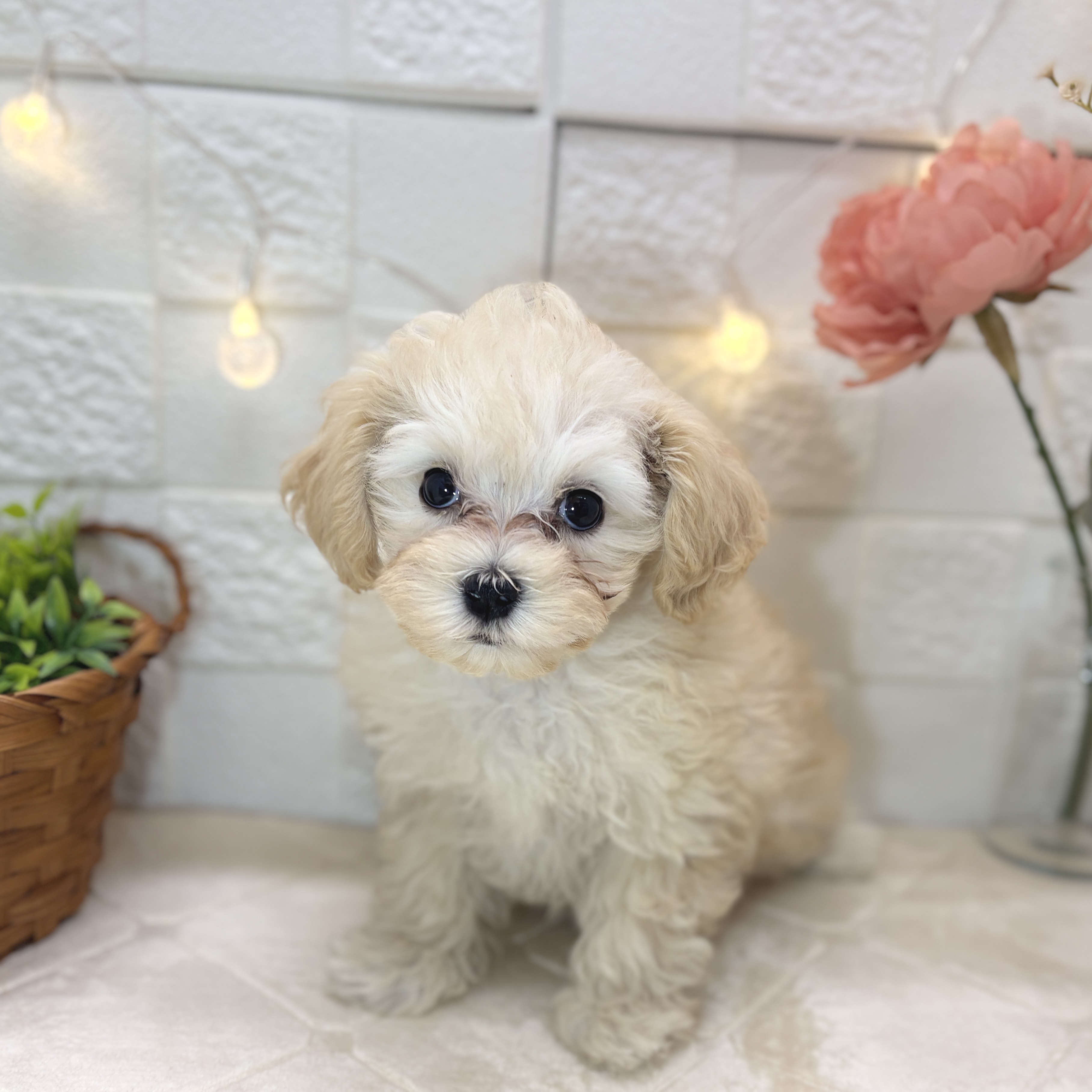 東京都のマルプー(マルチーズ×プードル) (犬の家＆猫の里ペットフォレスト小平店/2025年12月24日生まれ/女の子/クリーム)の子犬の4枚目の画像