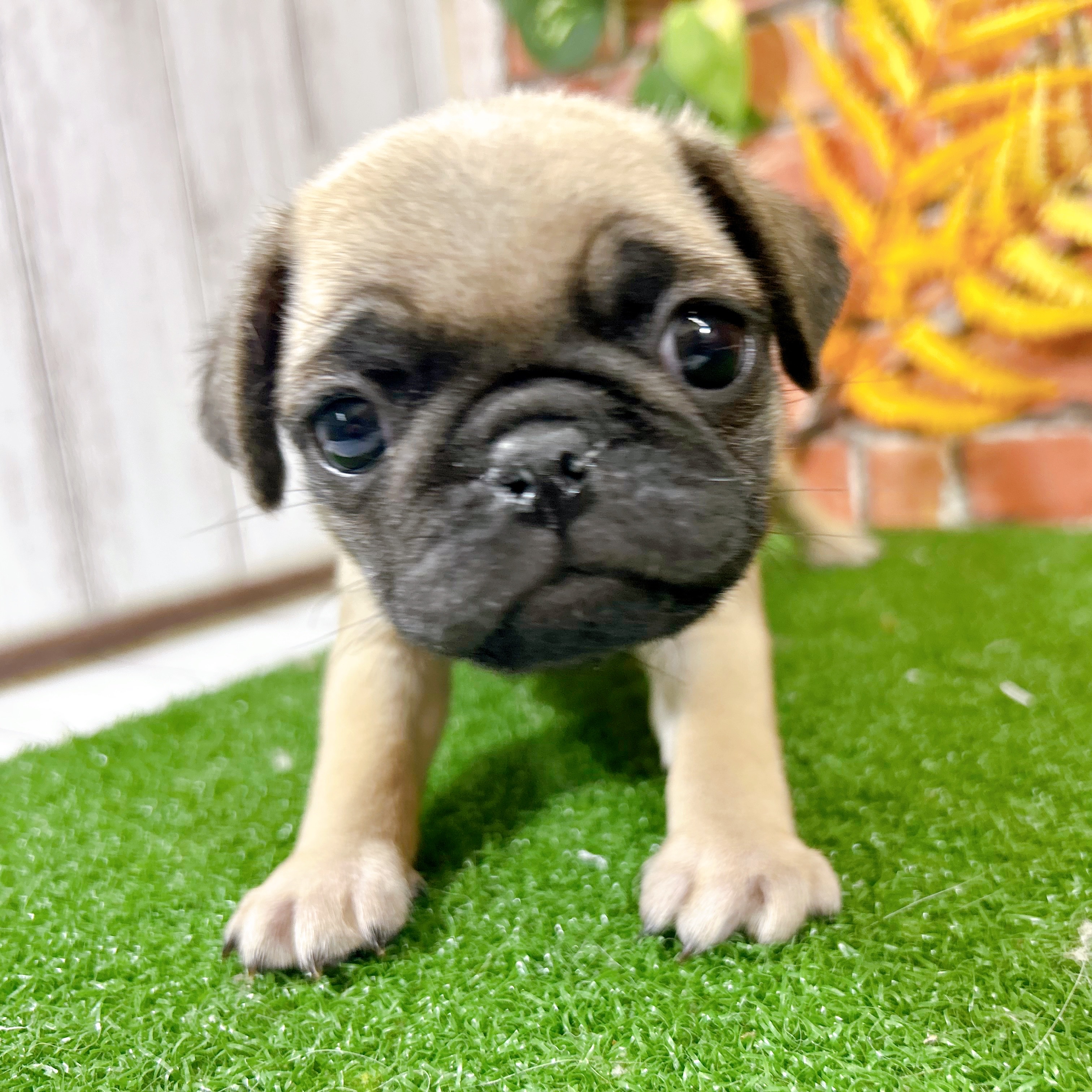 神奈川県のパグ (犬の家＆猫の里小田原店/2025年9月25日生まれ/女の子/フォーン)の子犬の4枚目の画像