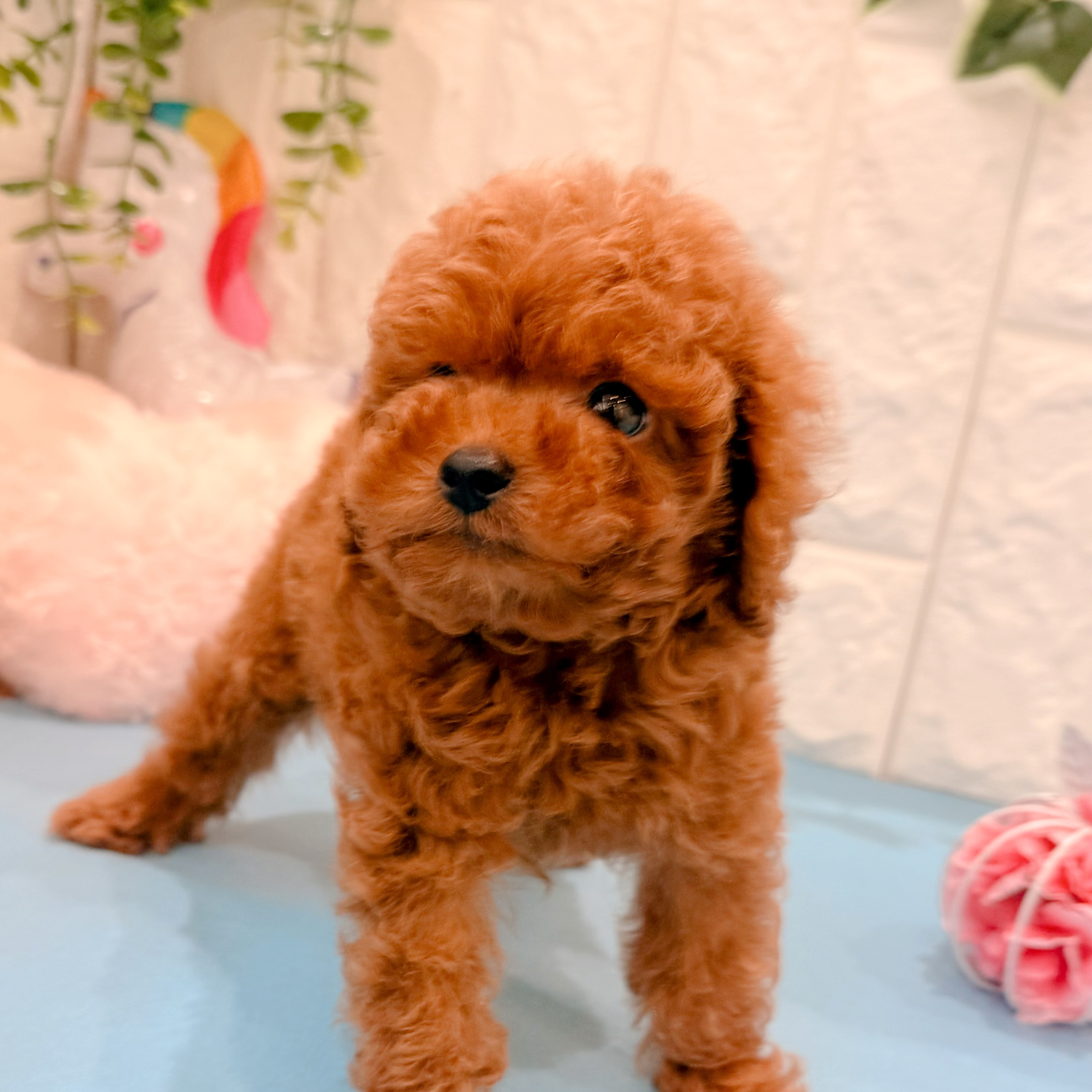 岡山県のトイプードル(トイ) (犬の家＆猫の里倉敷店/2026年5月1日生まれ/男の子/レッドフォーン)の子犬の4枚目の画像