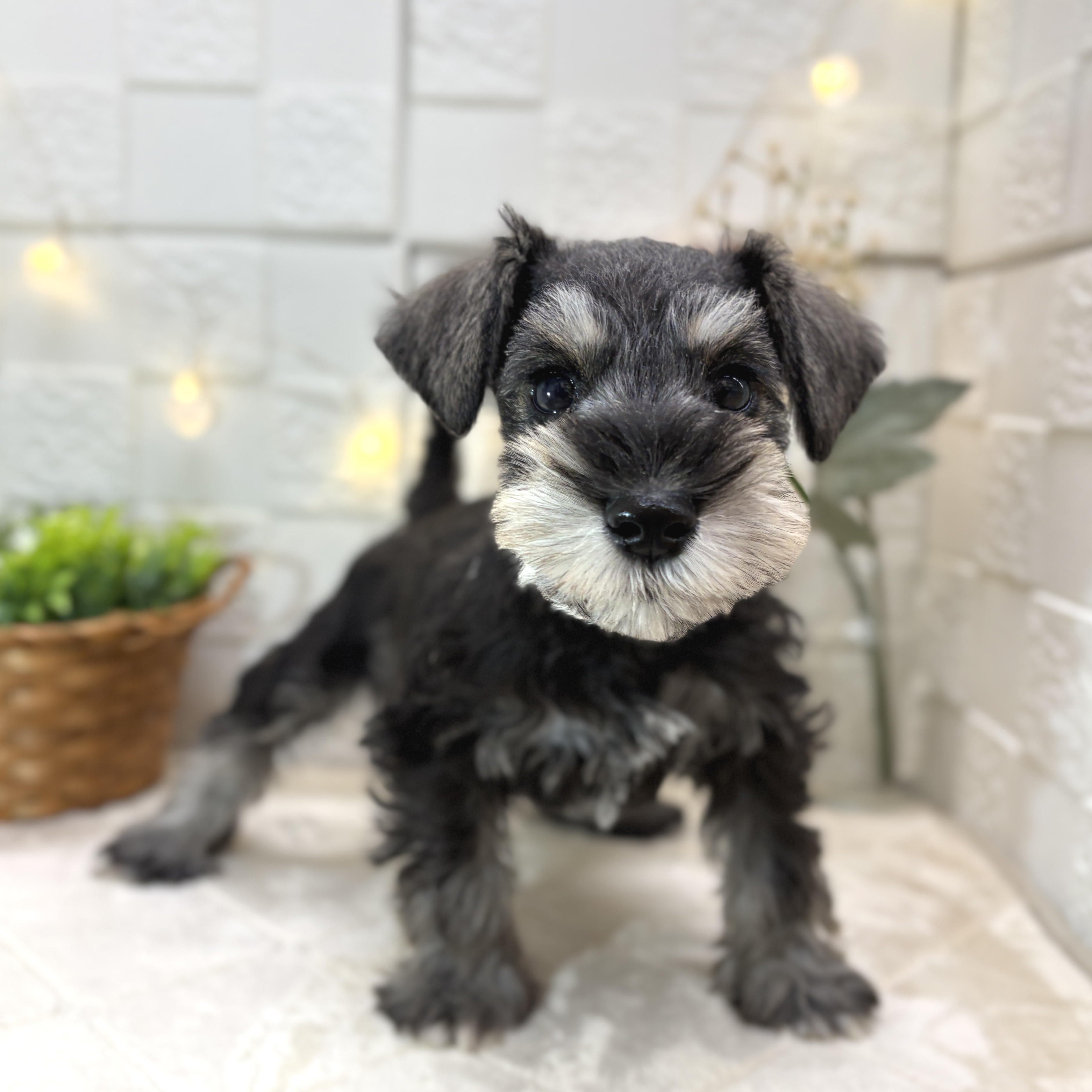 東京都のミニチュアシュナウザー (犬の家＆猫の里ペットフォレスト小平店/2025年12月24日生まれ/男の子/ソルトペッパー)の子犬の4枚目の画像