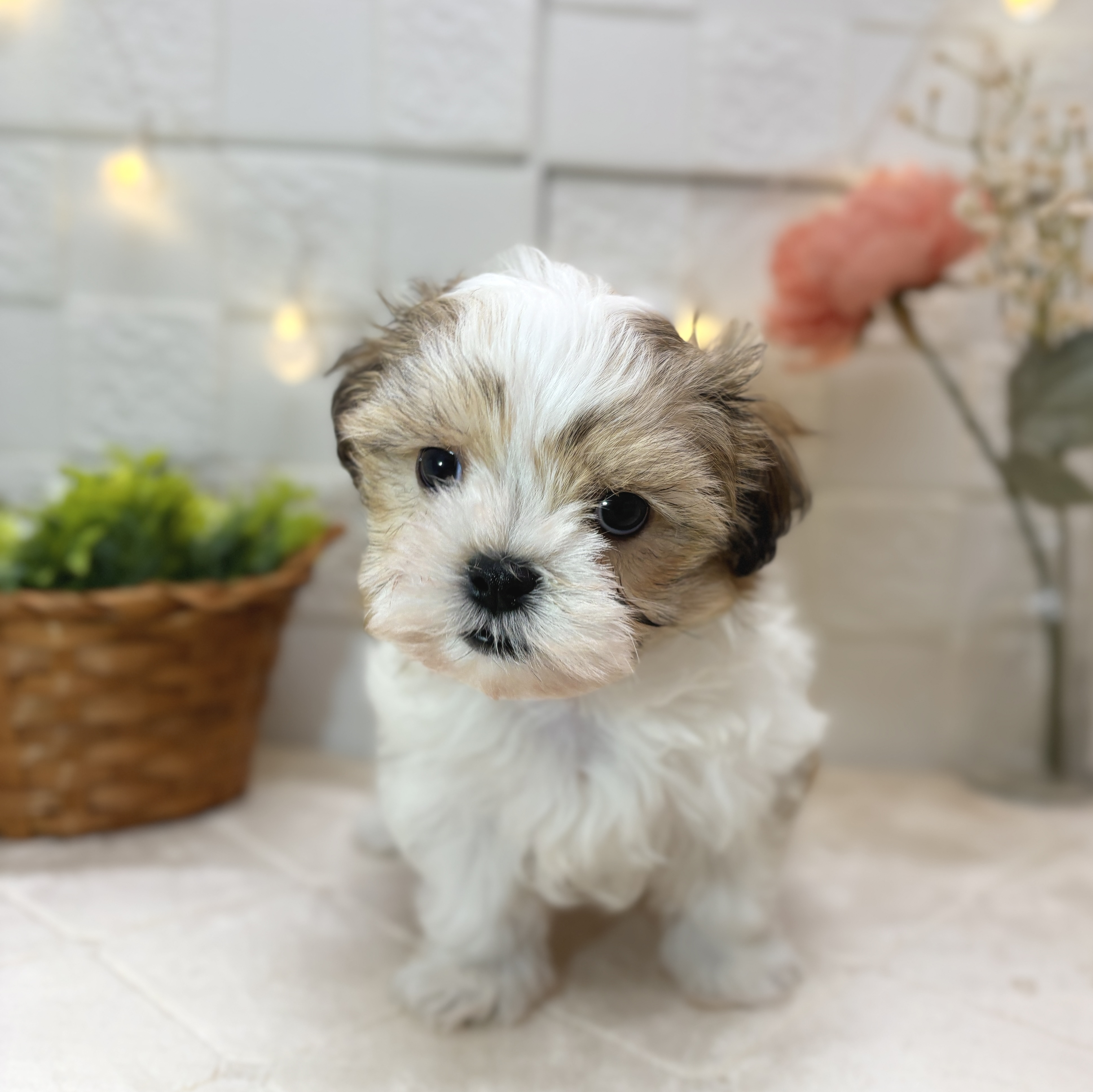 東京都のマルズー/マルシーズ(マルチーズ×シーズー) (犬の家＆猫の里ペットフォレスト小平店/2025年12月22日生まれ/男の子/ホワイトゴールド)の子犬の4枚目の画像