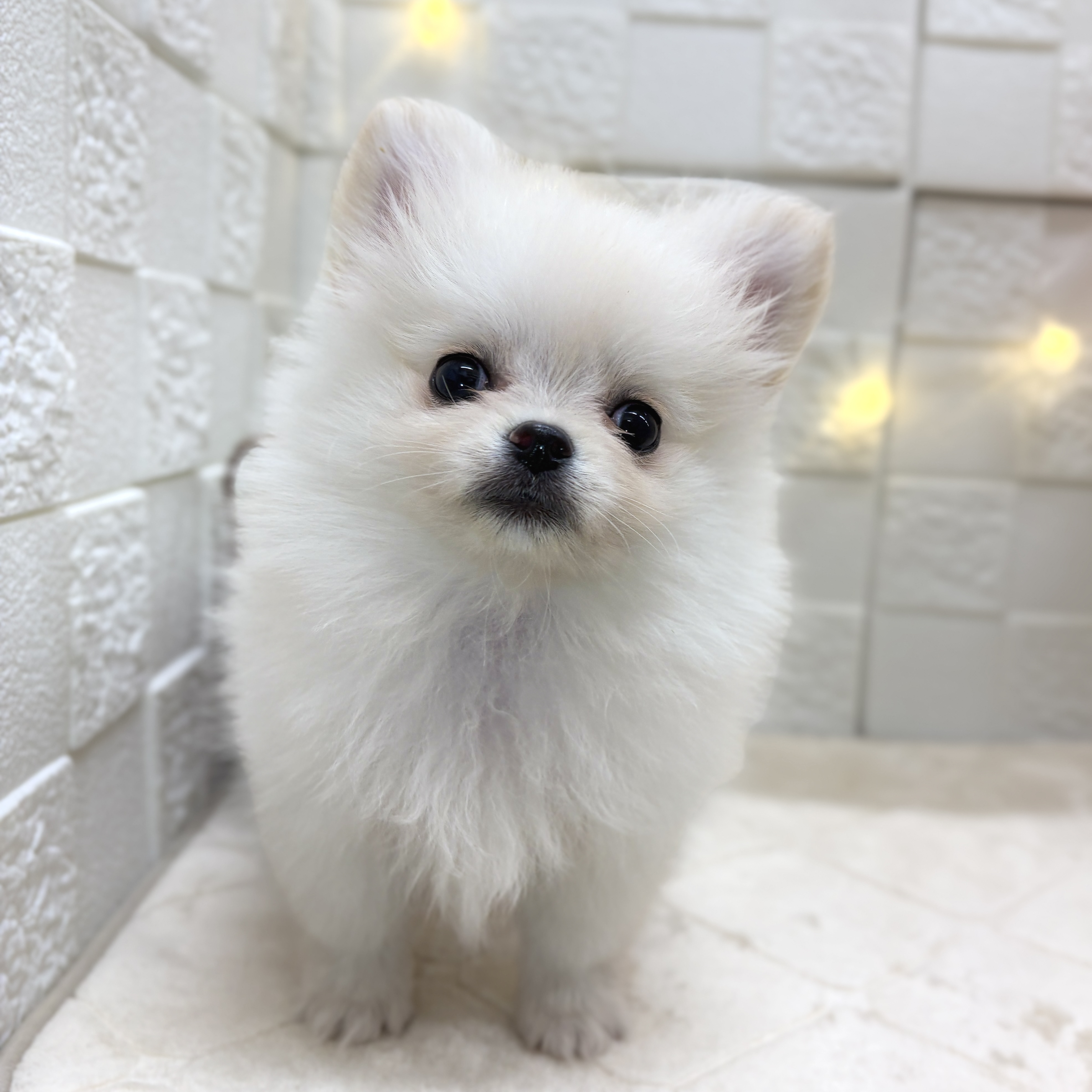 東京都のポメチワ/チワポメ/ポメチー(ポメラニアン×チワワ) (犬の家＆猫の里ペットフォレスト小平店/2025年12月22日生まれ/男の子/クリーム)の子犬の4枚目の画像