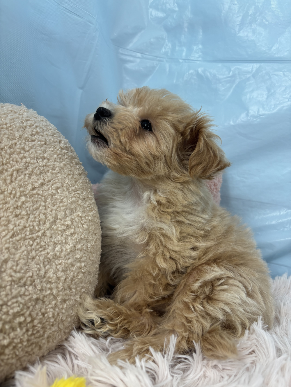 兵庫県のマルプー(マルチーズ×プードル) (犬の家＆猫の里川西店/2025年9月12日生まれ/男の子/クリーム)の子犬の4枚目の画像