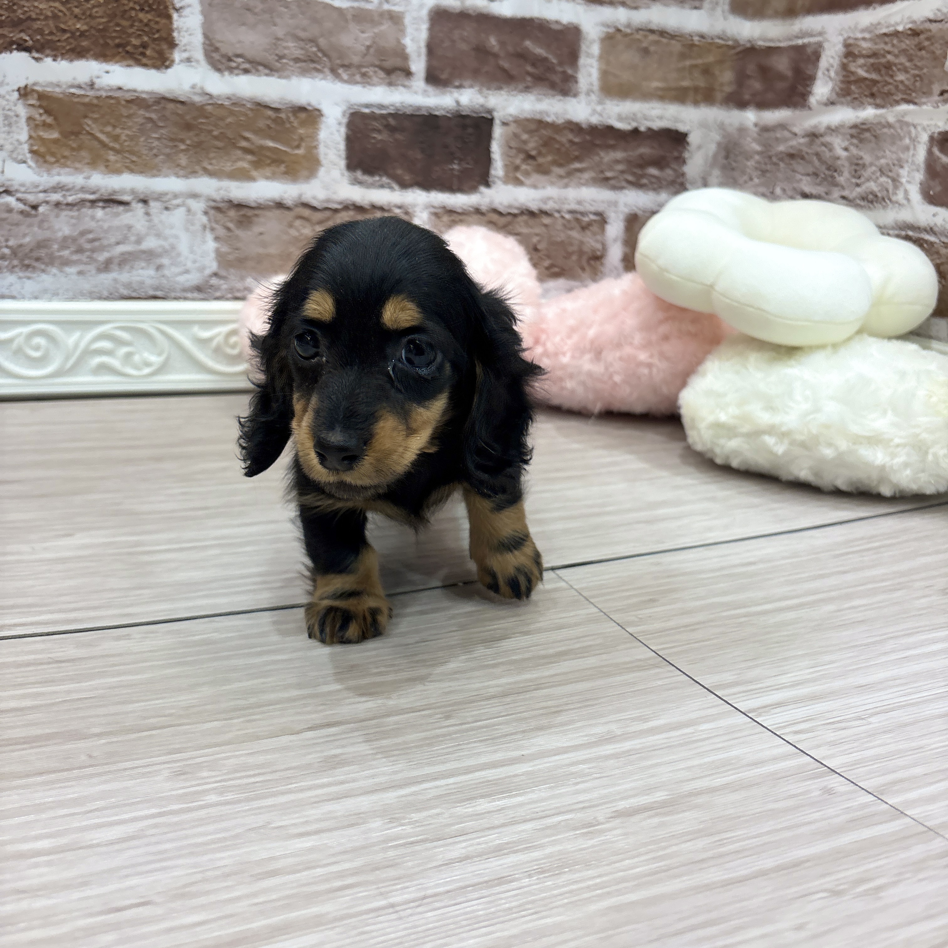 三重県のミニチュアダックスフンド(ロング) (犬の家＆猫の里三重桑名店/2026年1月24日生まれ/女の子/ブラックタン)の子犬の4枚目の画像