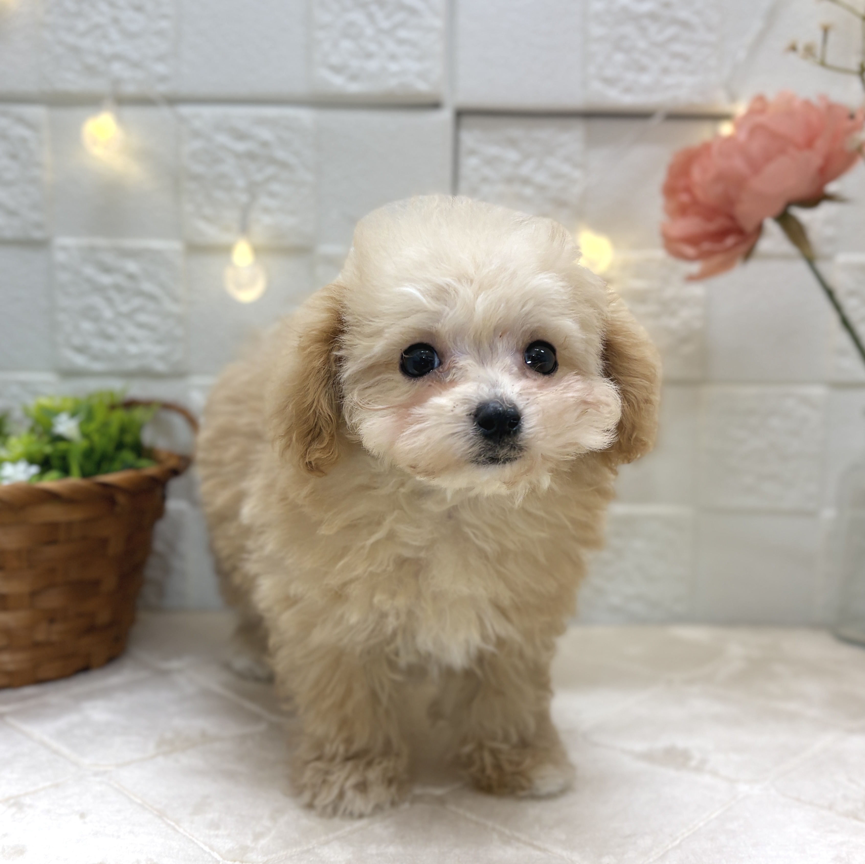 東京都のマルプー(マルチーズ×プードル) (犬の家＆猫の里ペットフォレスト小平店/2025年12月17日生まれ/男の子/クリーム)の子犬の4枚目の画像