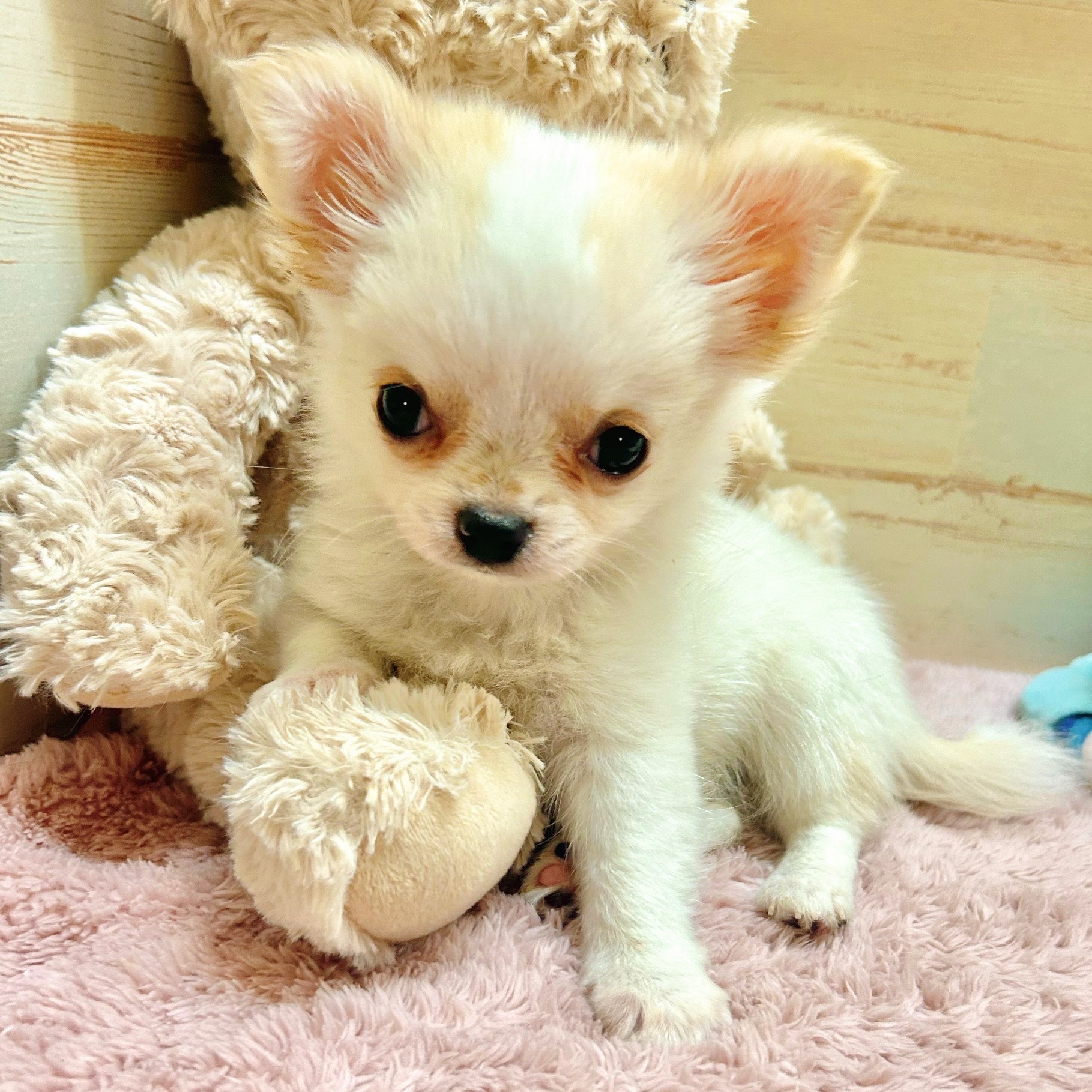 兵庫県のチワワ(ロング) (犬の家＆猫の里神戸店/2025年9月30日生まれ/男の子/クリームホワイト)の子犬の4枚目の画像