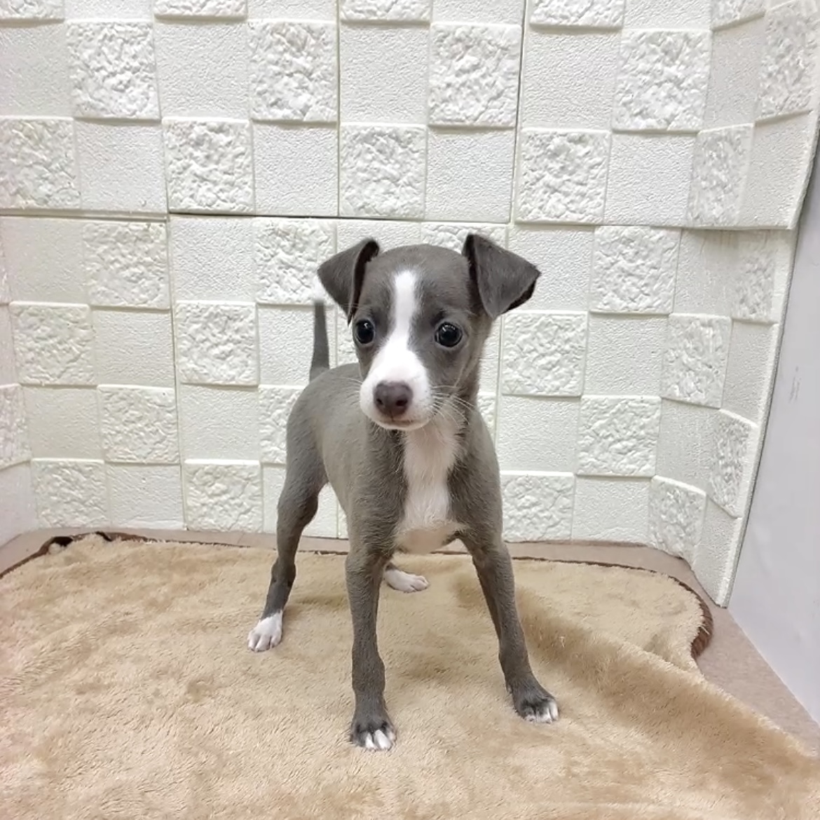 愛知県のイタリアングレーハウンド (犬の家＆猫の里碧南店/2025年9月2日生まれ/女の子/ブルーホワイト)の子犬の4枚目の画像