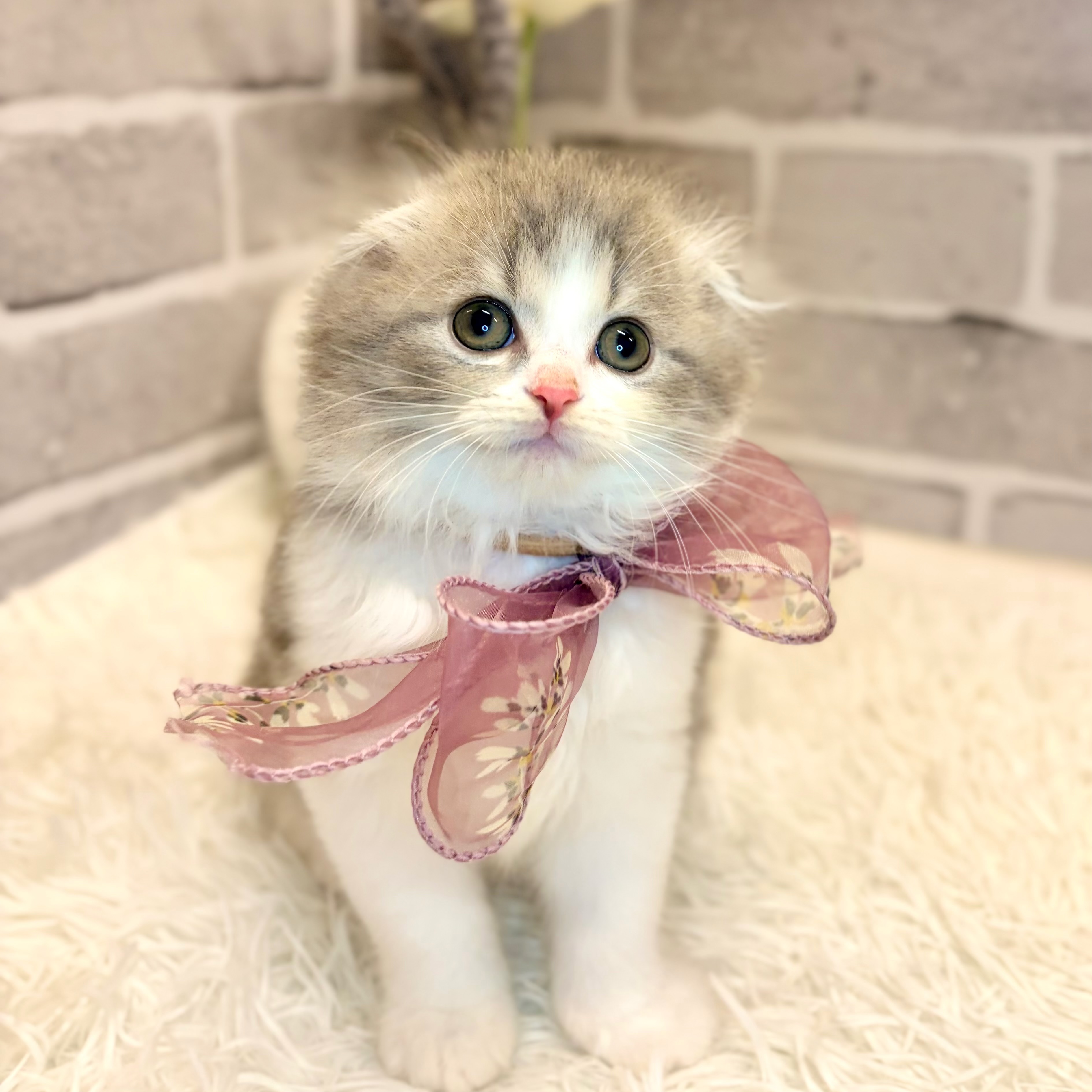 兵庫県のスコティッシュフォールド (犬の家＆猫の里神戸店/2026年5月10日生まれ/男の子/ブルータビーホワイト)の子猫の4枚目の画像