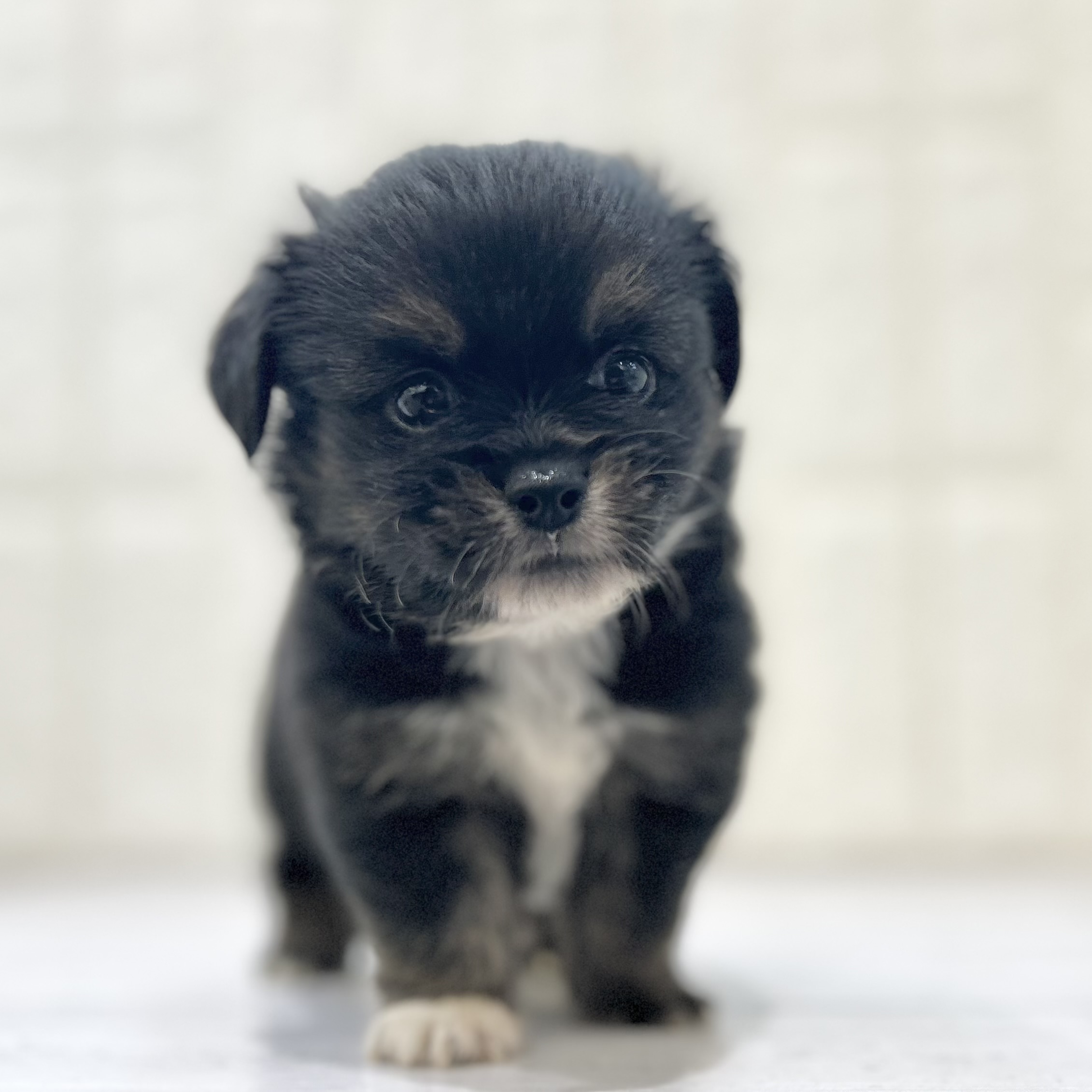 ハーフ犬男の子の写真