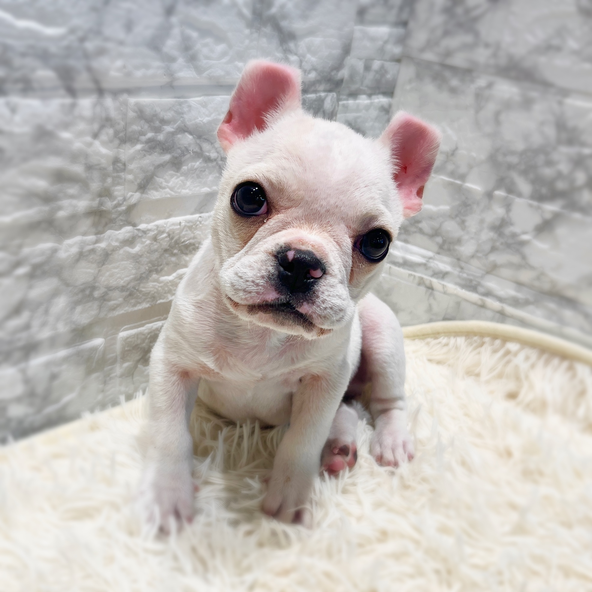 愛知県のフレンチブルドッグ (犬の家＆猫の里MiO香久山店/2025年11月7日生まれ/男の子/クリーム)の子犬