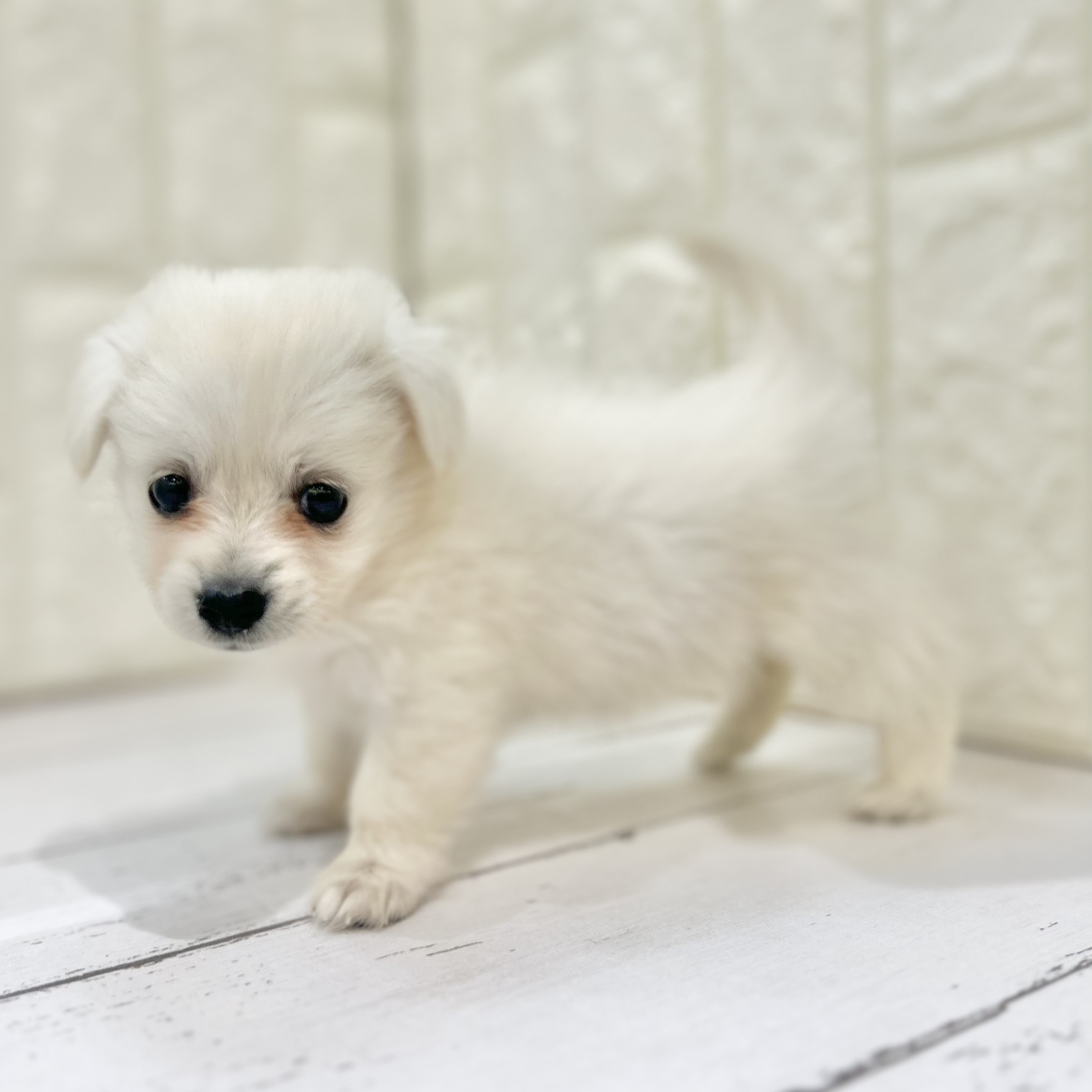 岡山県のポメックス(ポメラニアン×ダックス) (犬の家＆猫の里倉敷店/2025年5月17日生まれ/女の子/クリーム)の子犬の4枚目の画像