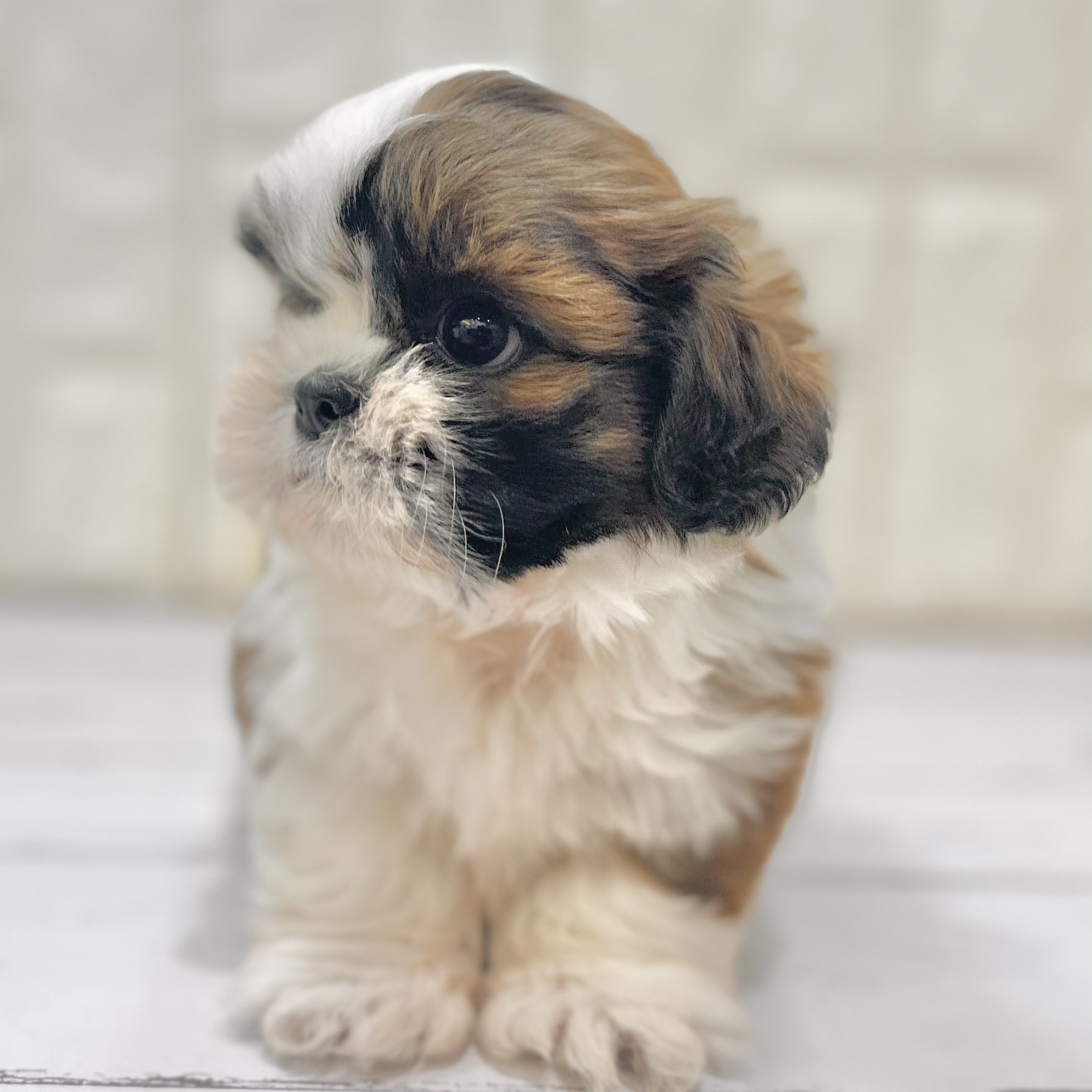 岡山県のシーズー (犬の家＆猫の里倉敷店/2025年5月23日生まれ/男の子/ゴールドホワイト)の子犬の4枚目の画像