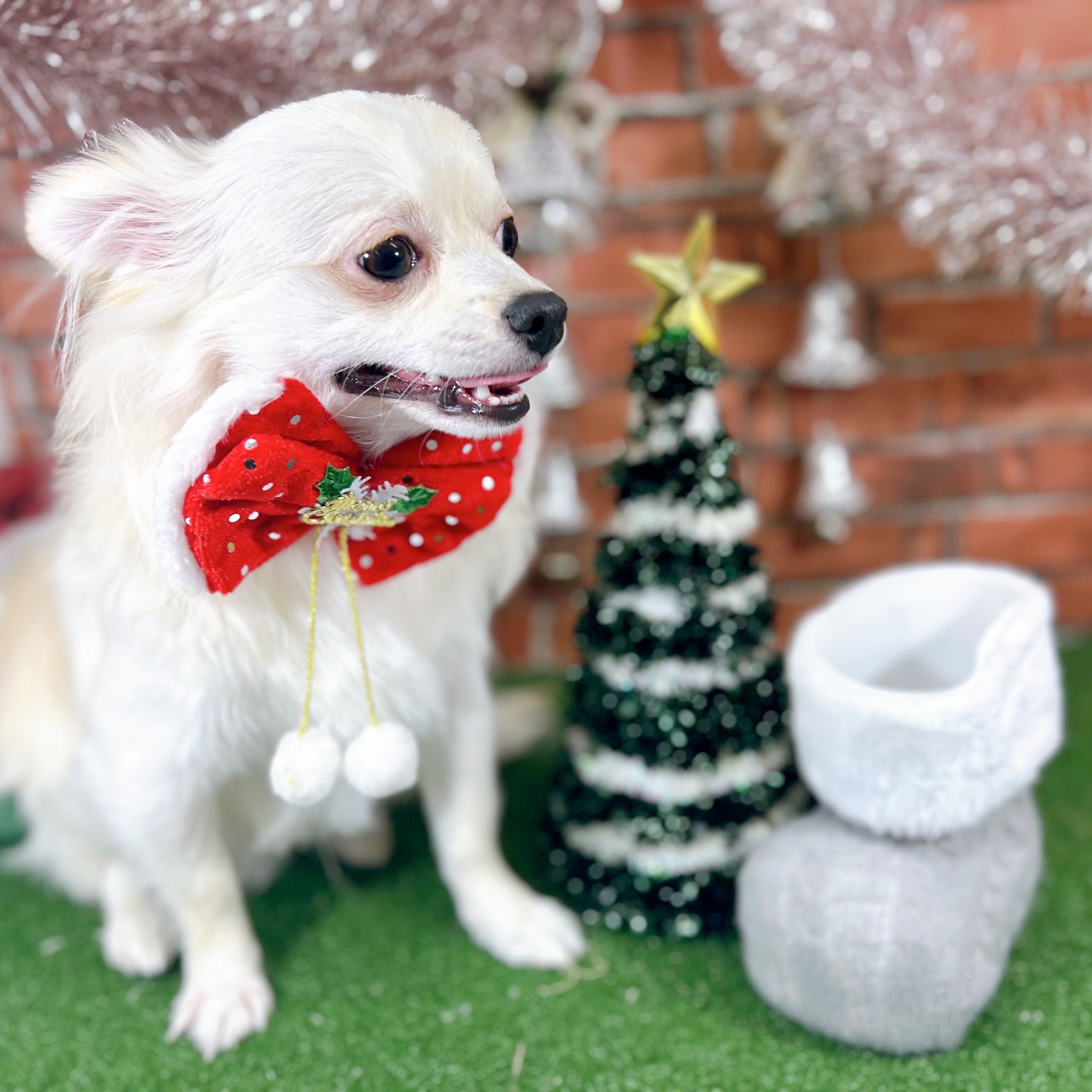 神奈川県のチワワ(ロング) (犬の家＆猫の里小田原店/2025年3月30日生まれ/男の子/クリーム)の子犬の4枚目の画像