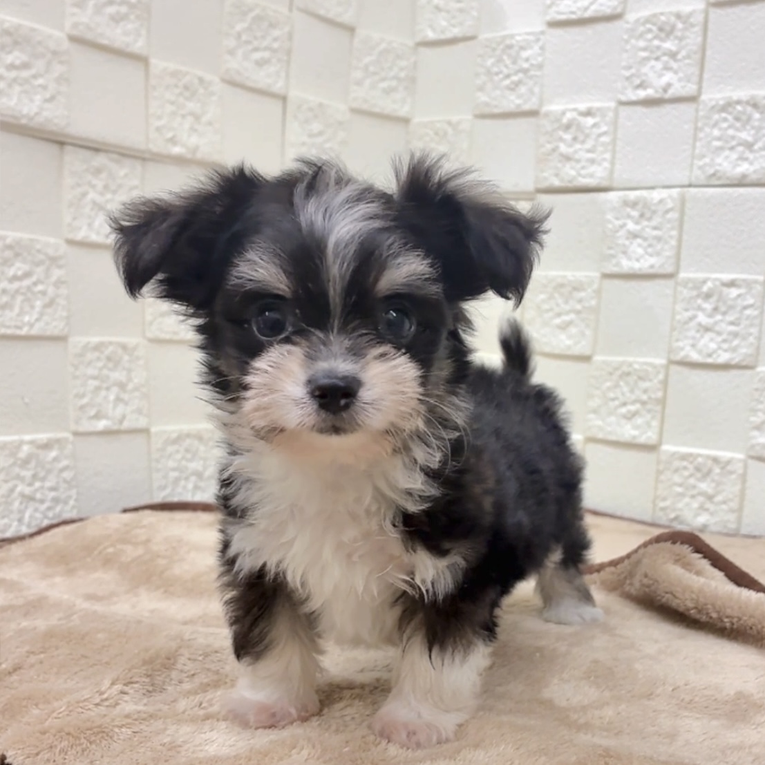 愛知県のチワマル/マルチワ(チワワ×マルチーズ) (犬の家＆猫の里碧南店/2025年9月16日生まれ/男の子/ブラッククリームホワイト)の子犬の4枚目の画像