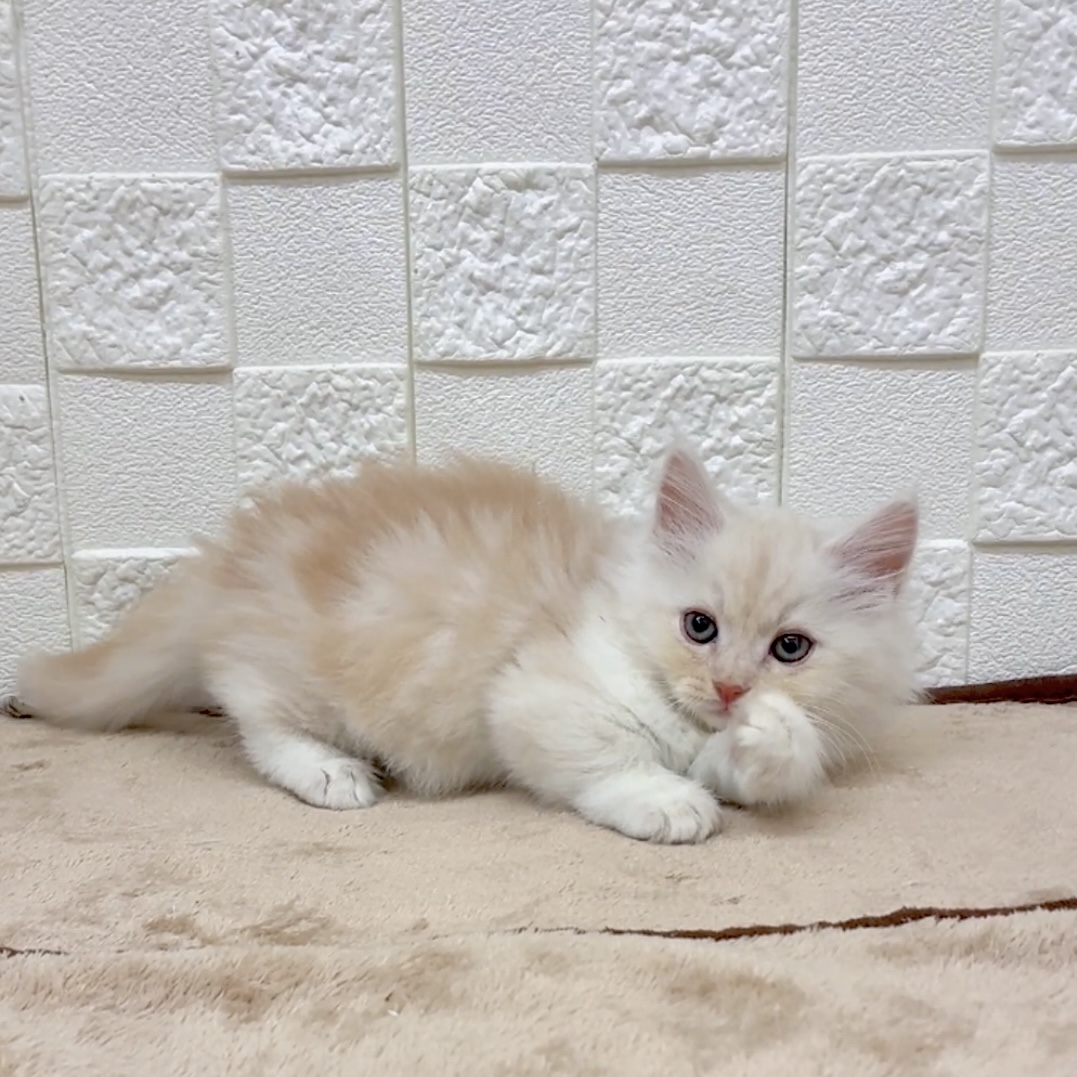 愛知県のマンチカン (犬の家＆猫の里碧南店/2025年9月17日生まれ/男の子/クリームタビーホワイト)の子猫の4枚目の画像