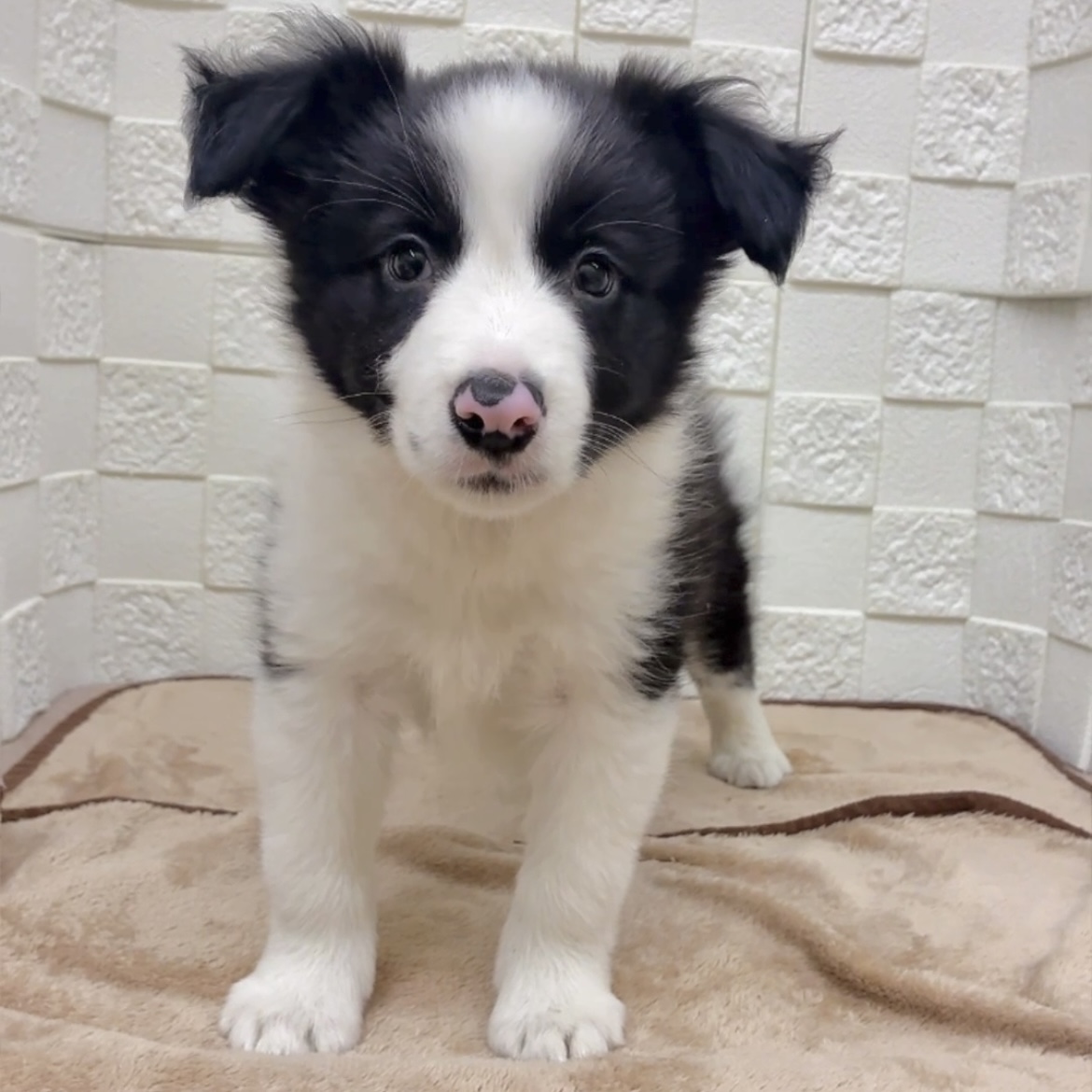 愛知県のボーダーコリー (犬の家＆猫の里碧南店/2025年9月16日生まれ/男の子/ブラックホワイト)の子犬の4枚目の画像