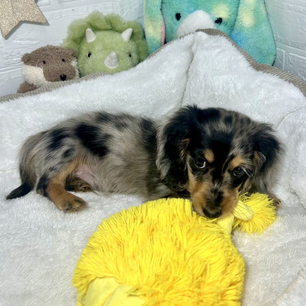 兵庫県のミニチュアダックスフンド(ロング) (犬の家＆猫の里ニッケパークタウン加古川店/2025年12月31日生まれ/男の子/シルバーダップル)の子犬の4枚目の画像