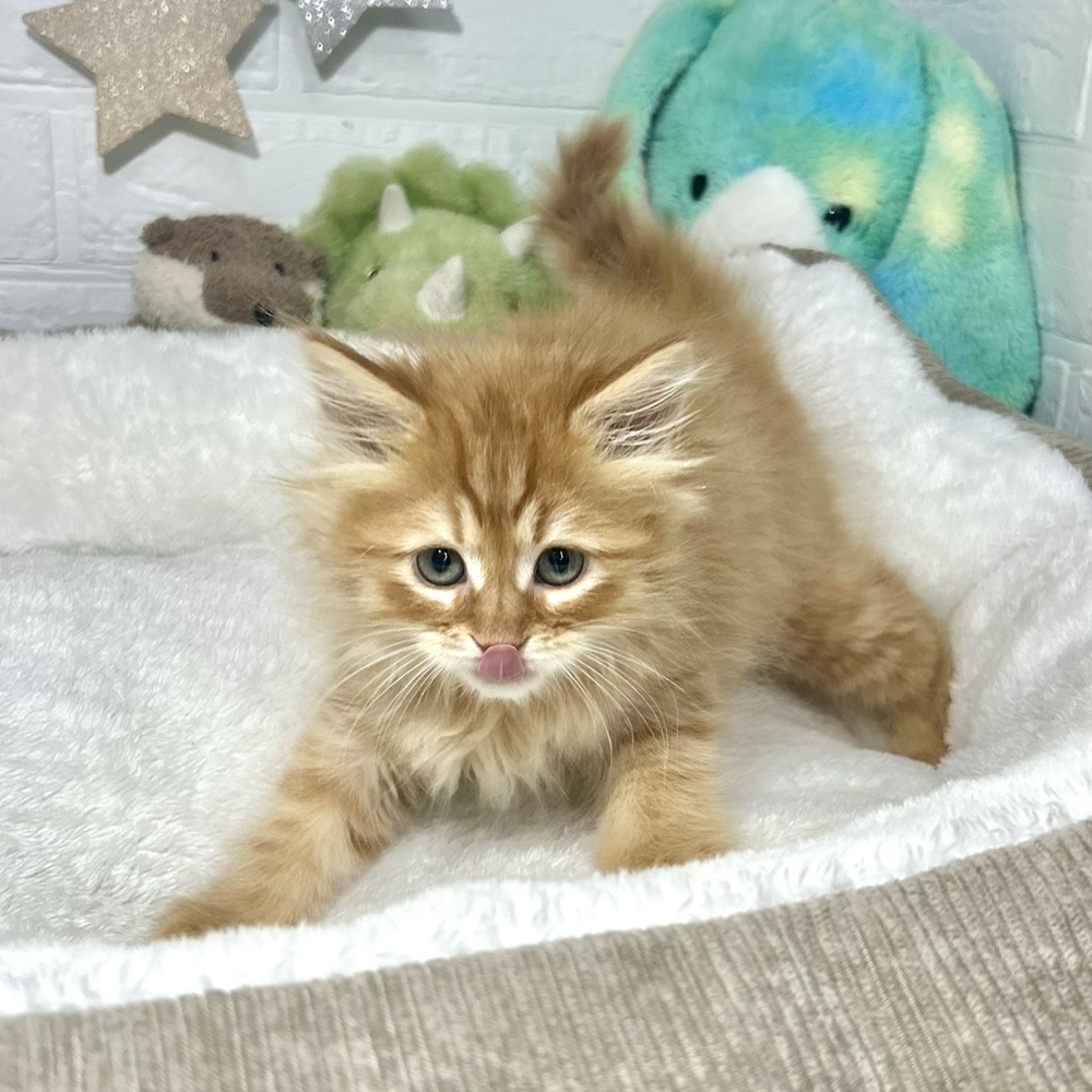 兵庫県のサイベリアン (犬の家＆猫の里ニッケパークタウン加古川店/2025年12月29日生まれ/男の子/レッドタビー)の子猫の4枚目の画像