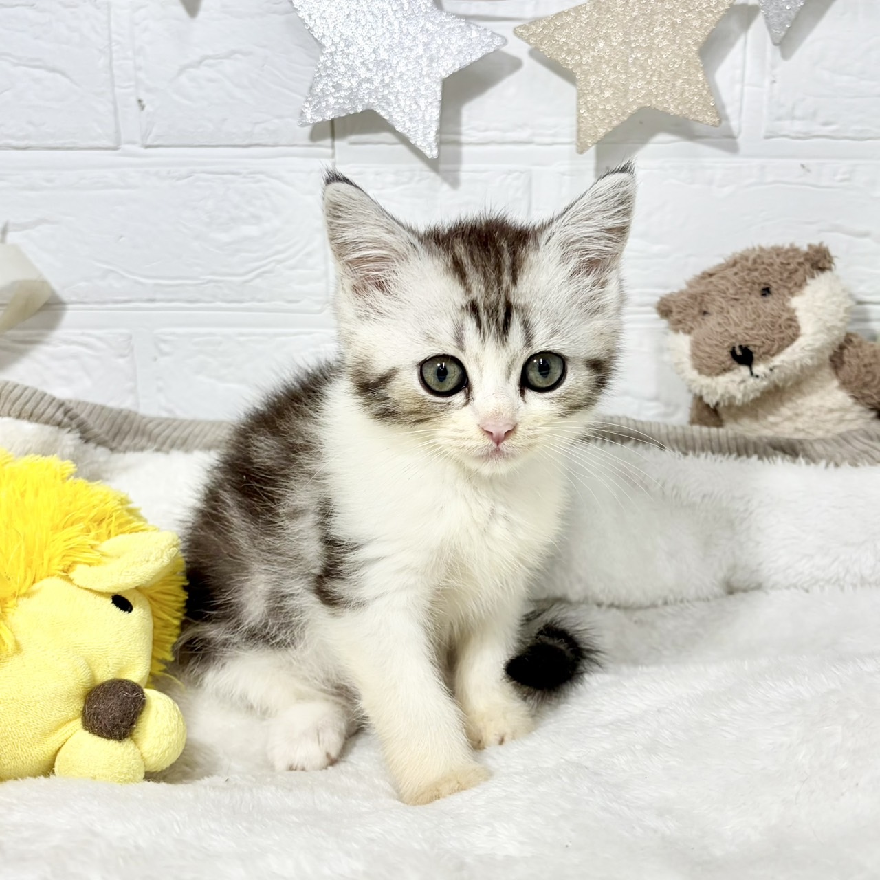 兵庫県のミヌエット (犬の家＆猫の里ニッケパークタウン加古川店/2026年6月12日生まれ/男の子/シルバータビーホワイト)の子猫の4枚目の画像