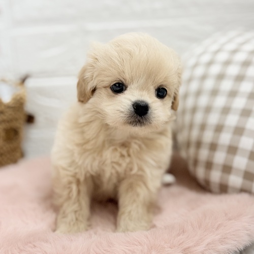 愛知県のペキプー(ペキニーズ×プードル) (犬の家＆猫の里豊川インター店/2025年8月11日生まれ/女の子/アプリコット)の子犬の4枚目の画像