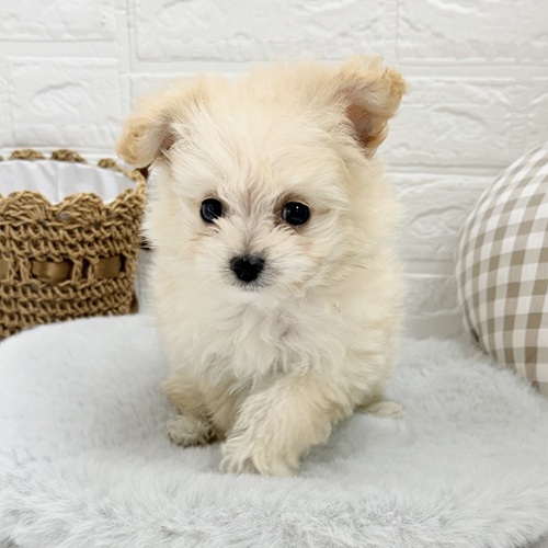 愛知県のポメプー(ポメラニアン×プードル) (犬の家＆猫の里豊川インター店/2025年8月12日生まれ/男の子/クリーム)の子犬の4枚目の画像