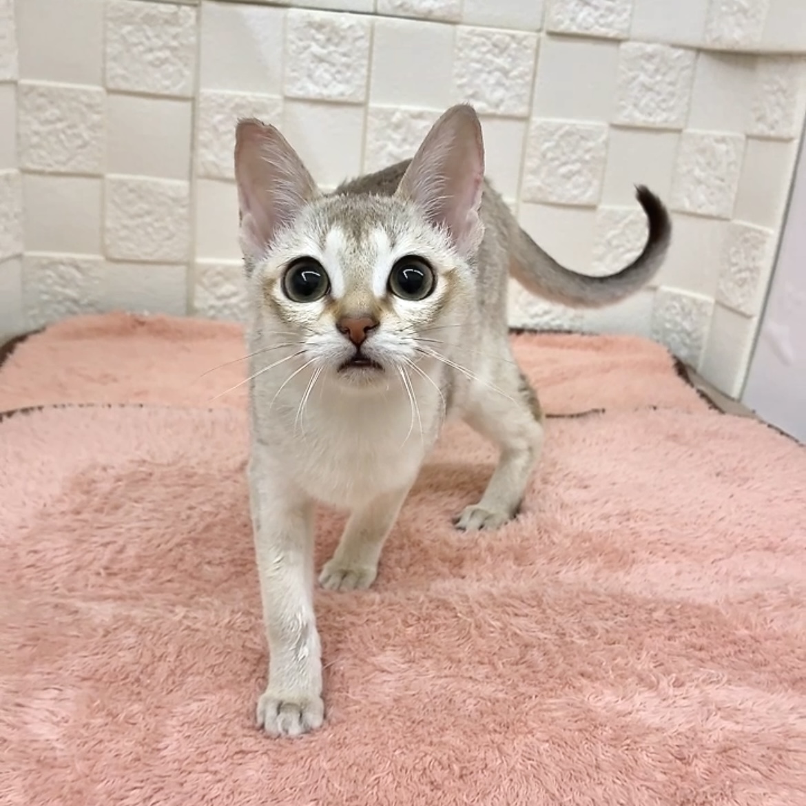 愛知県のシンガプーラ (犬の家＆猫の里碧南店/2025年8月29日生まれ/女の子/セピアアグーティ)の子猫の4枚目の画像