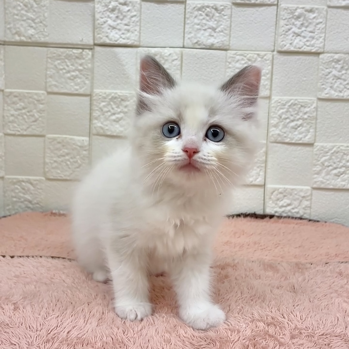 愛知県のラグドール (犬の家＆猫の里碧南店/2025年9月23日生まれ/女の子/ブルーポイントバイカラー)の子猫の4枚目の画像