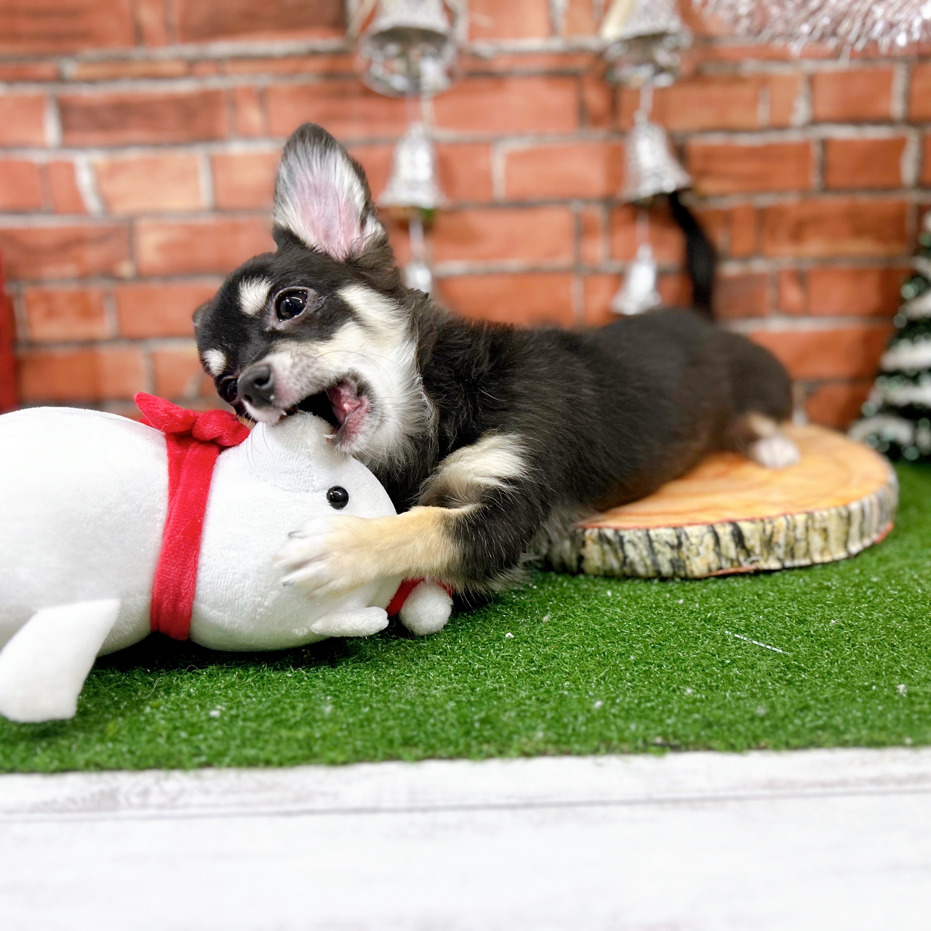 神奈川県のチワワ(ロング) (犬の家＆猫の里小田原店/2025年7月13日生まれ/女の子/ブラックタンホワイト)の子犬の1枚目の画像