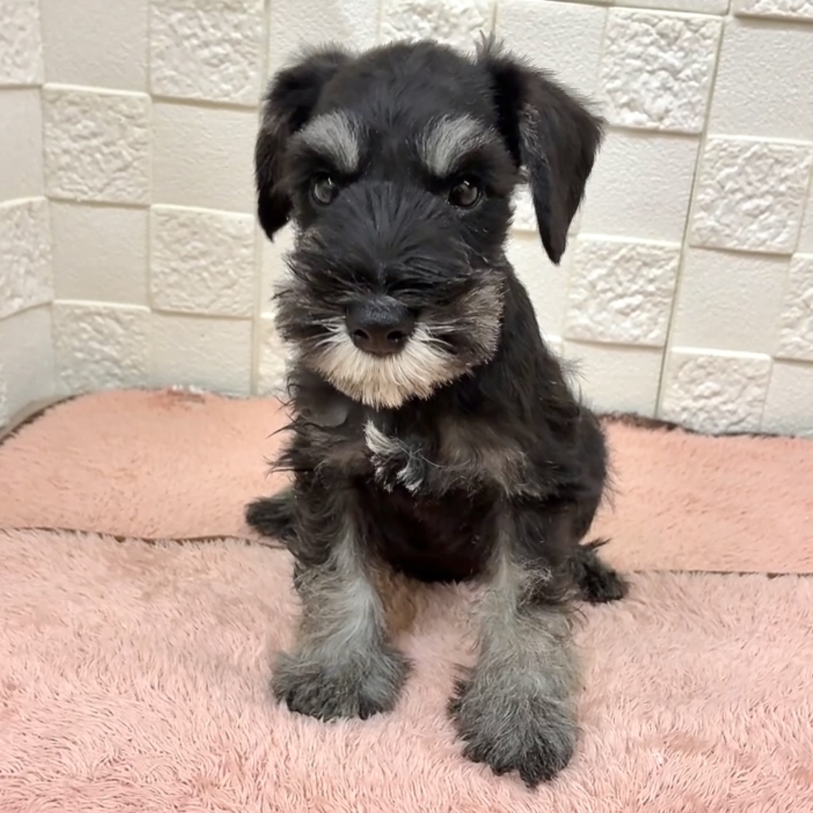 愛知県のミニチュアシュナウザー (犬の家＆猫の里碧南店/2025年9月29日生まれ/男の子/ブラックシルバー)の子犬の4枚目の画像