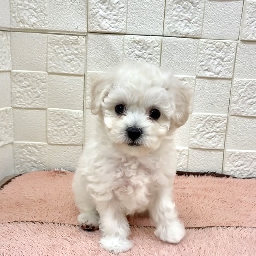 愛知県のビションフリーゼ (犬の家＆猫の里碧南店/2025年9月30日生まれ/女の子/ホワイト)の子犬の4枚目の画像