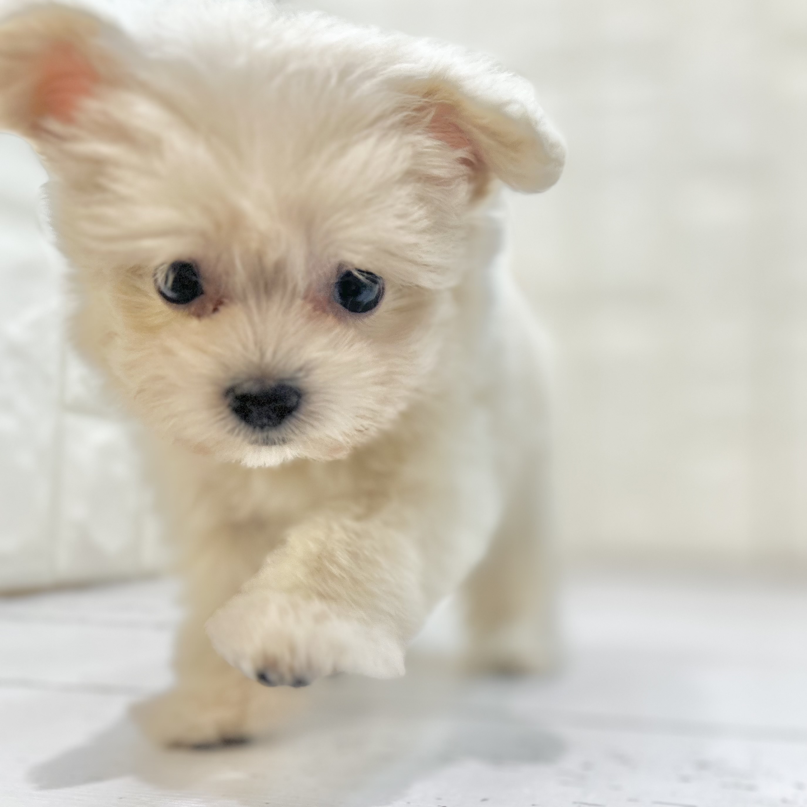 岡山県のポメプー(ポメラニアン×プードル) (犬の家＆猫の里倉敷店/2025年5月31日生まれ/女の子/クリーム)の子犬の4枚目の画像