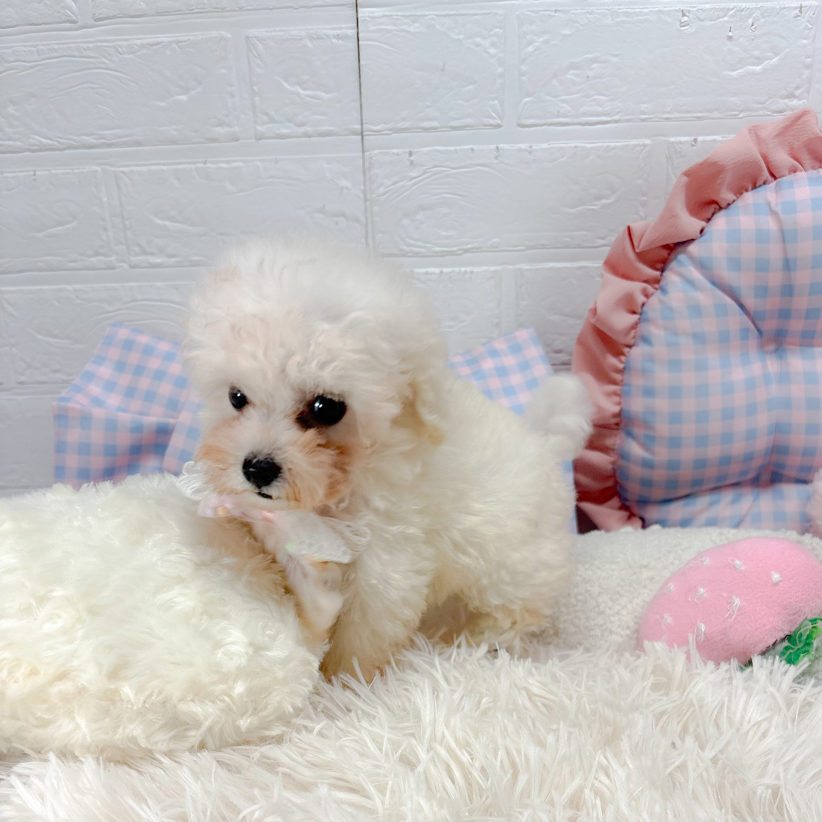 神奈川県のティーカッププードル (犬の家＆猫の里モザイクモール港北店/2025年7月7日生まれ/男の子/ホワイト)の子犬の4枚目の画像