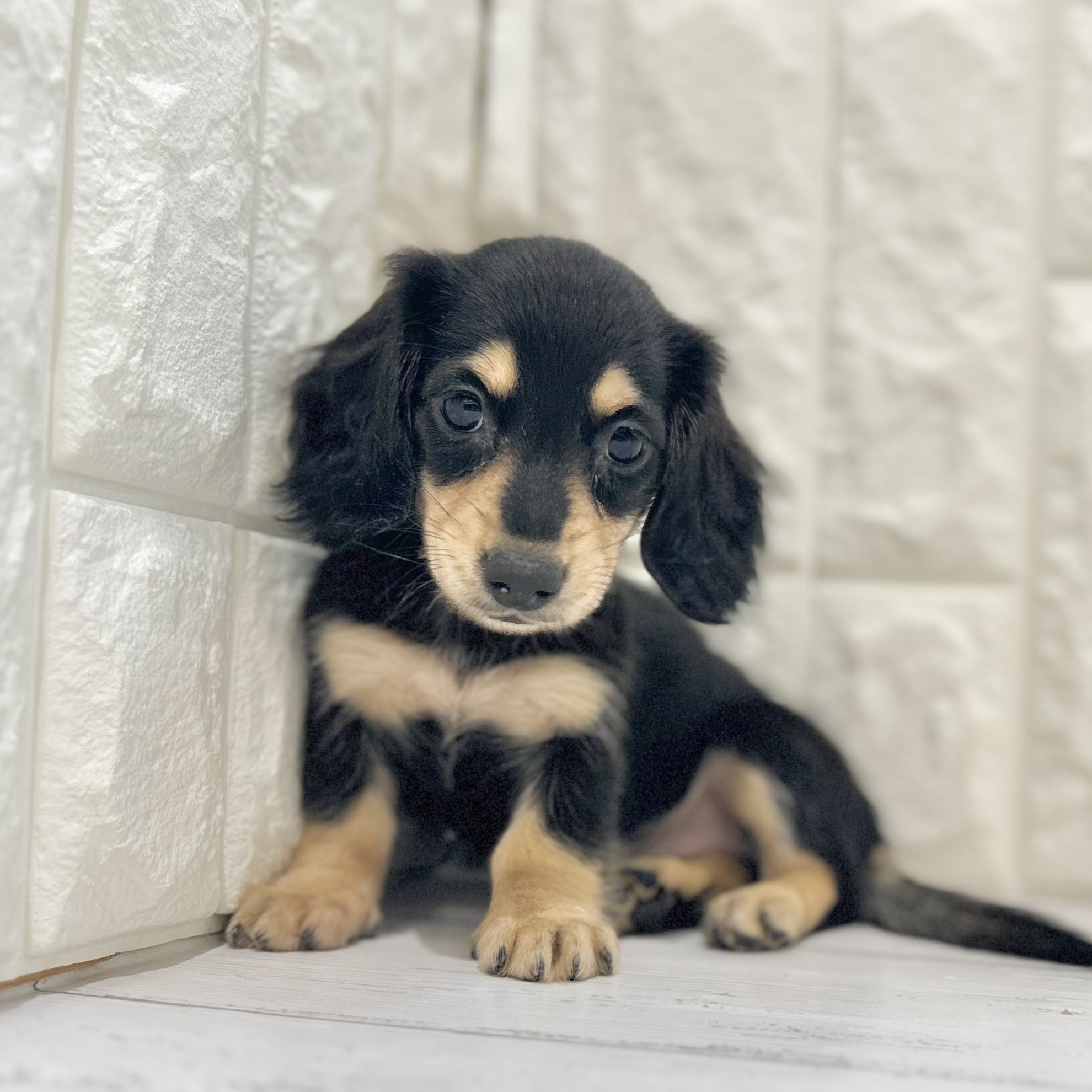 岡山県のミニチュアダックスフンド(ロング) (犬の家＆猫の里倉敷店/2025年6月1日生まれ/女の子/ブラックタン)の子犬の4枚目の画像