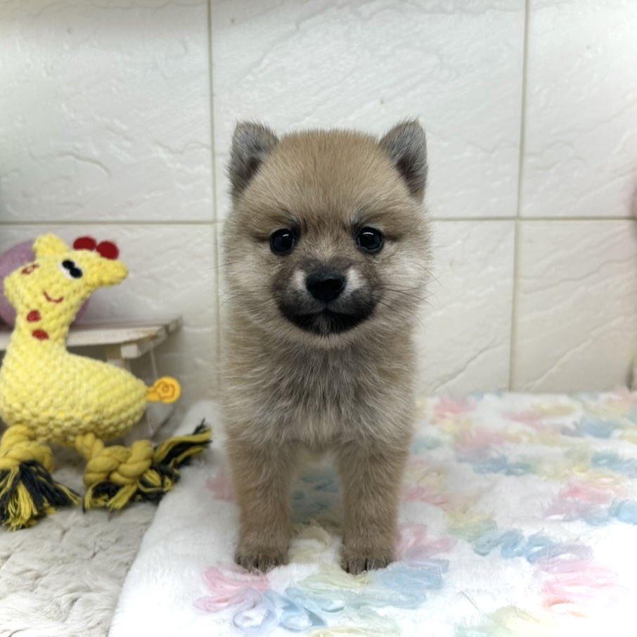 兵庫県のポメ柴/豆ポメ/ポメ豆柴(ポメラニアン×柴犬) (犬の家＆猫の里ゆめタウン姫路店/2025年11月8日生まれ/女の子/オレンジ)の子犬の4枚目の画像
