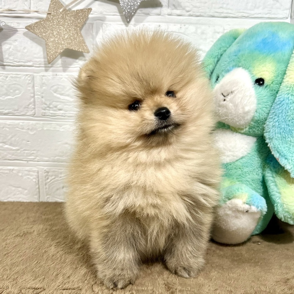 兵庫県のポメラニアン (犬の家＆猫の里ニッケパークタウン加古川店/2025年11月8日生まれ/男の子/オレンジ)の子犬の4枚目の画像