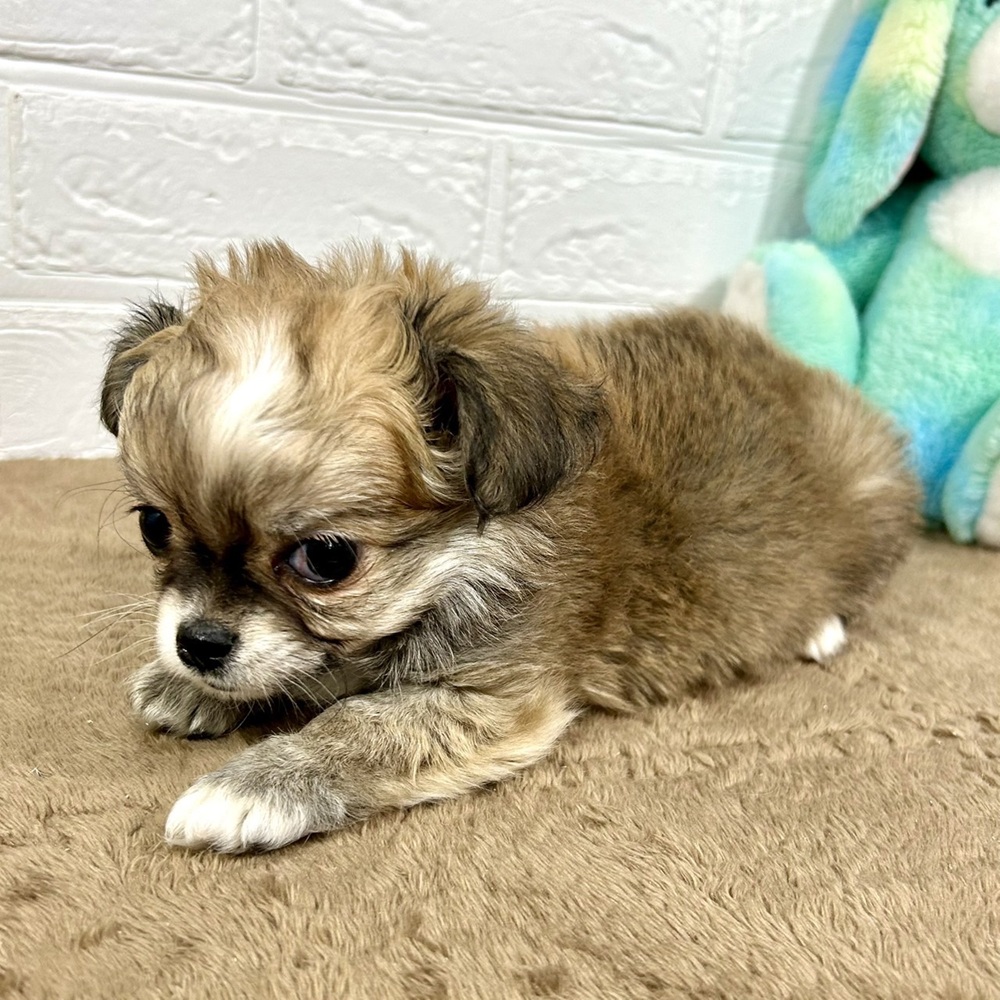 兵庫県のチワワ(ロング) (犬の家＆猫の里ニッケパークタウン加古川店/2025年11月9日生まれ/男の子/フォーンホワイト)の子犬の4枚目の画像