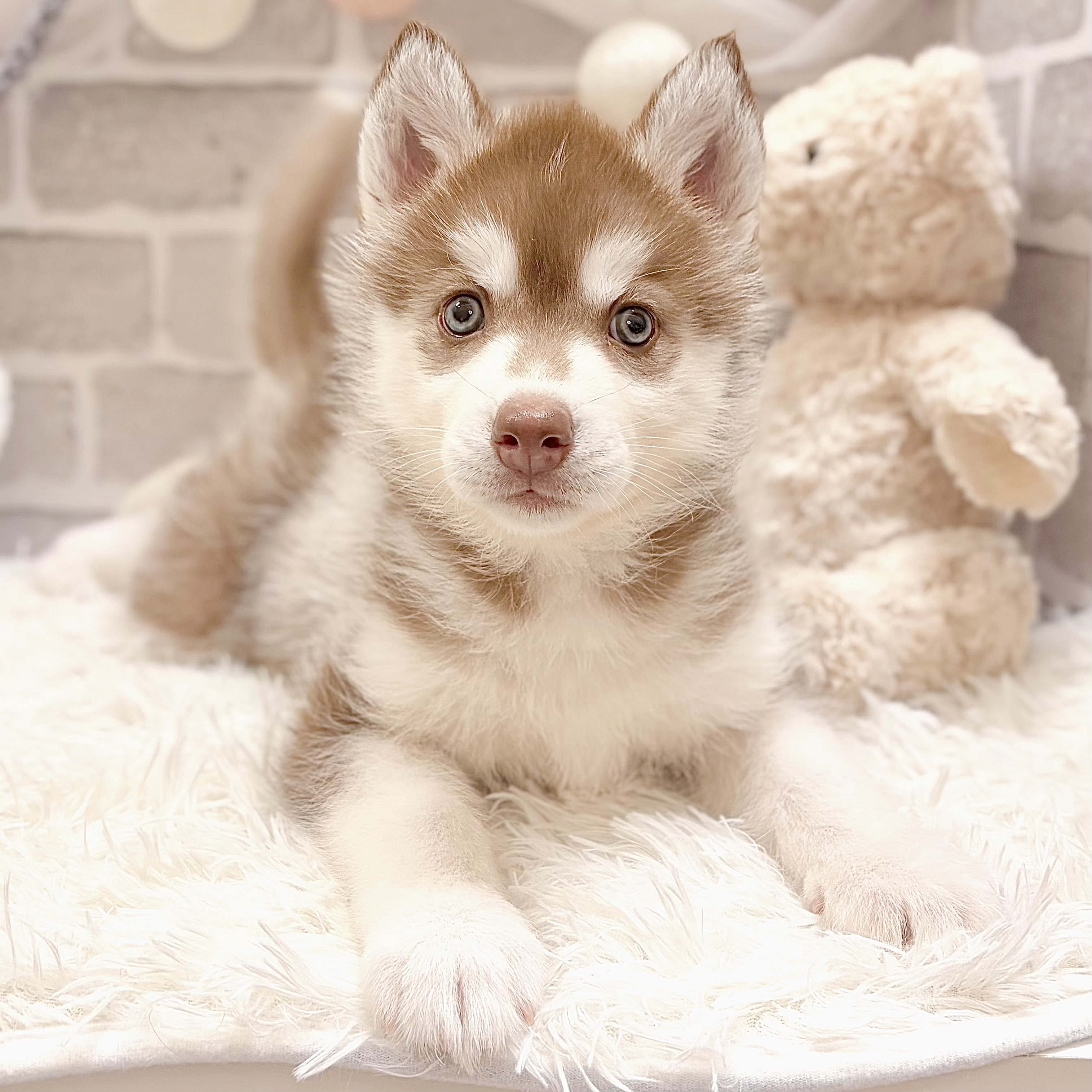 兵庫県のシベリアンハスキー (犬の家＆猫の里神戸店/2026年4月12日生まれ/女の子/チョコレートホワイト)の子犬の4枚目の画像