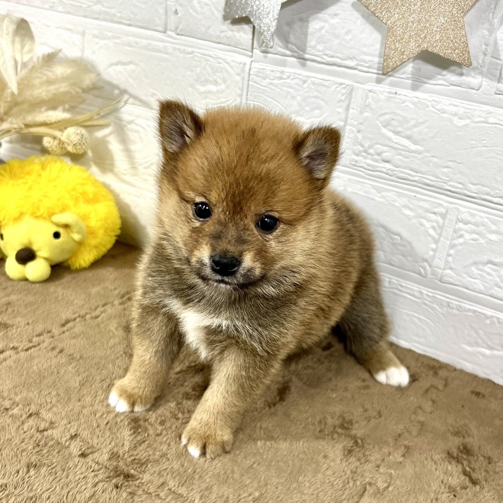 兵庫県のポメ柴/豆ポメ/ポメ豆柴(ポメラニアン×柴犬) (犬の家＆猫の里ニッケパークタウン加古川店/2025年11月9日生まれ/男の子/赤)の子犬の4枚目の画像