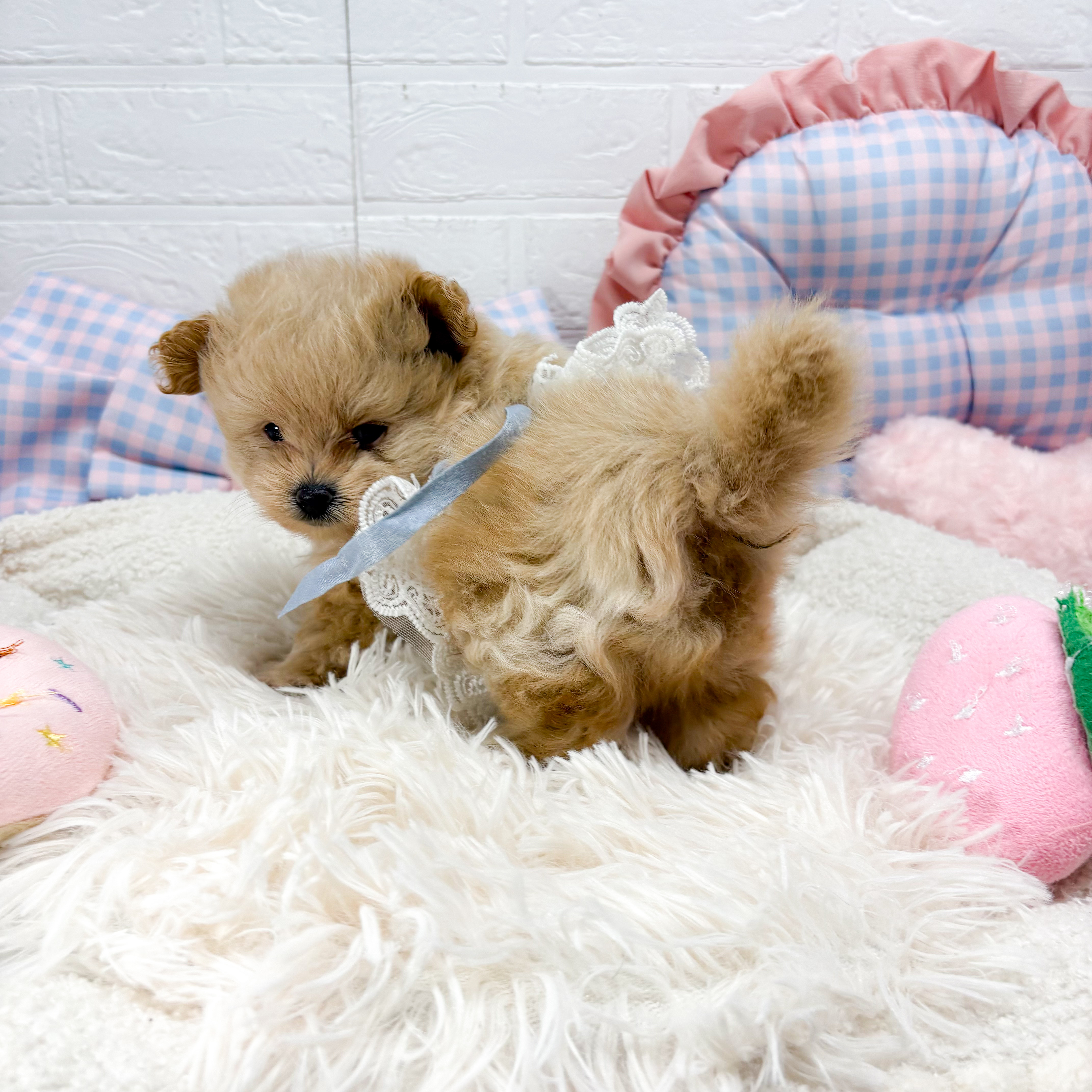 神奈川県のポメプー(ポメラニアン×プードル) (犬の家＆猫の里元住吉ブレーメン通り店/2025年7月13日生まれ/男の子/アプリコット)の子犬の4枚目の画像