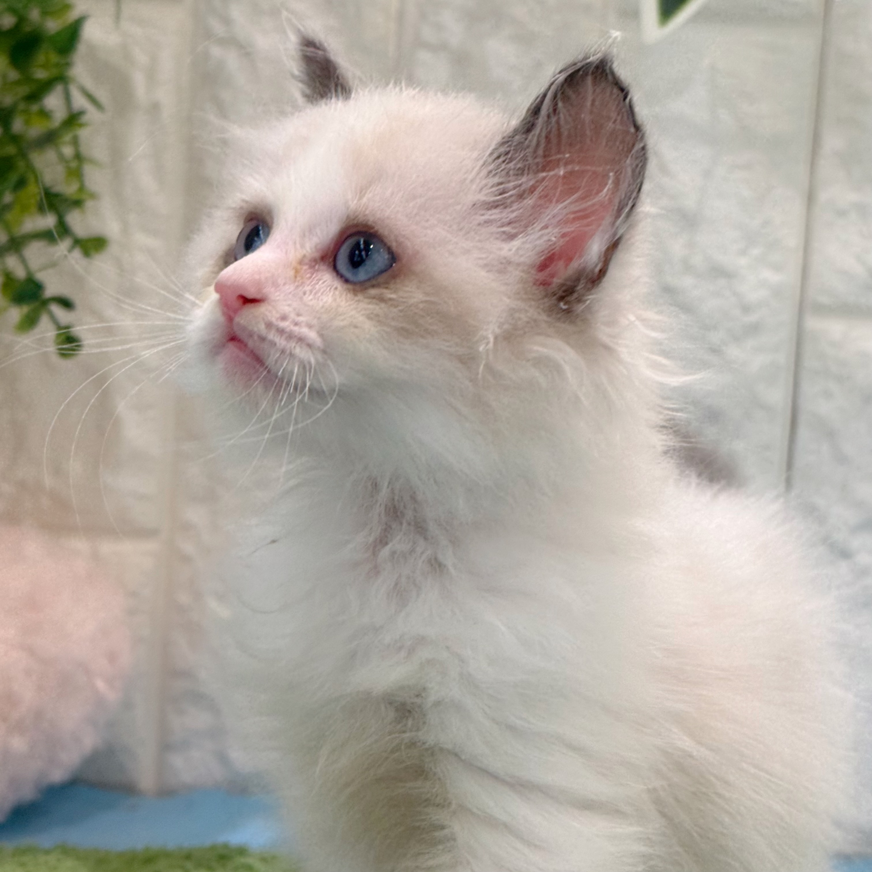 岡山県のラグドール (犬の家＆猫の里倉敷店/2026年5月24日生まれ/男の子/シールポイントバイカラー)の子猫の4枚目の画像