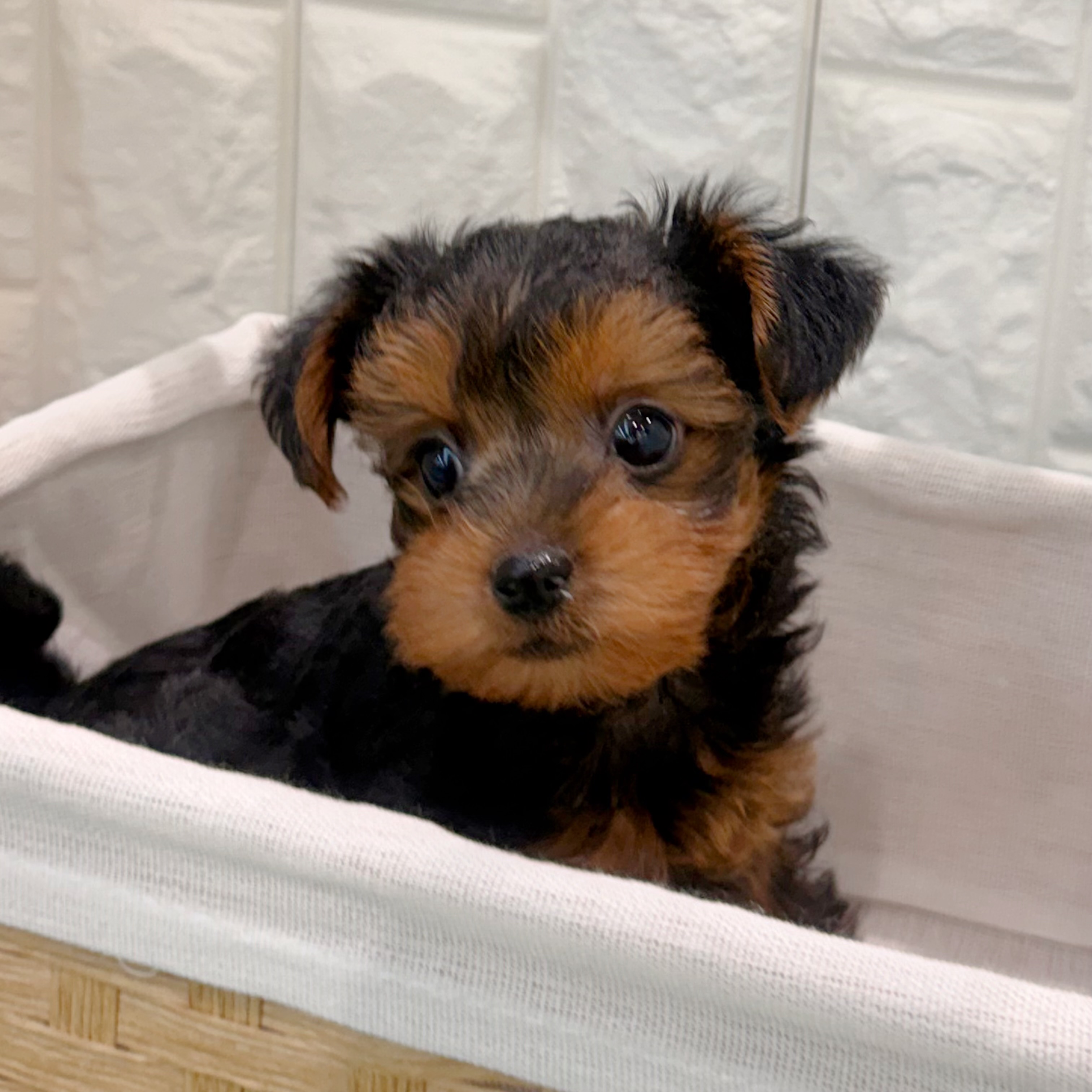 岡山県のヨープー(ヨークシャーテリア×プードル) (犬の家＆猫の里倉敷店/2026年5月24日生まれ/女の子/ブラックタン)の子犬の4枚目の画像
