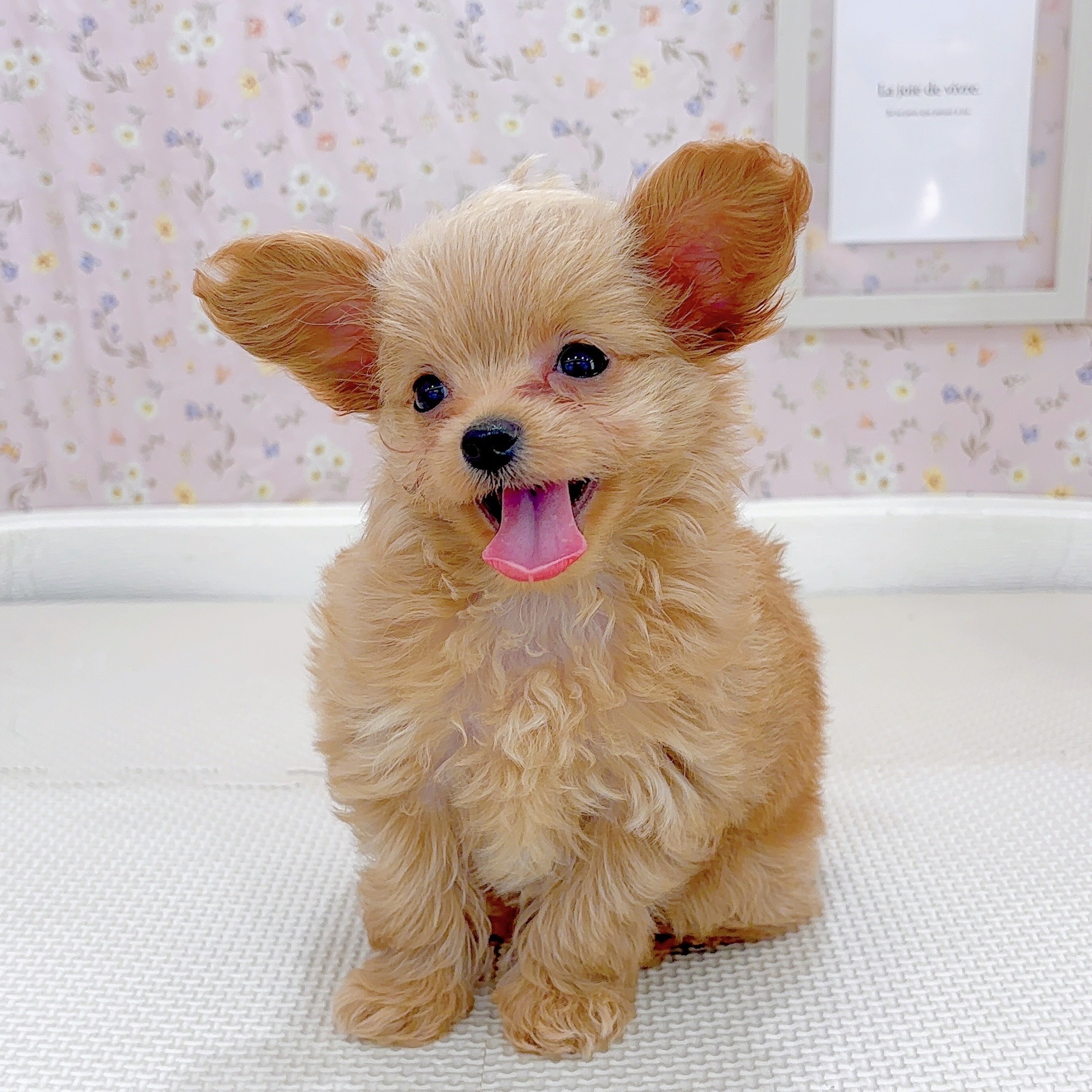 石川県のチワプー/プーチー(チワワ×プードル) (犬の家＆猫の里金沢店/2025年9月15日生まれ/女の子/アプリコット)の子犬の4枚目の画像