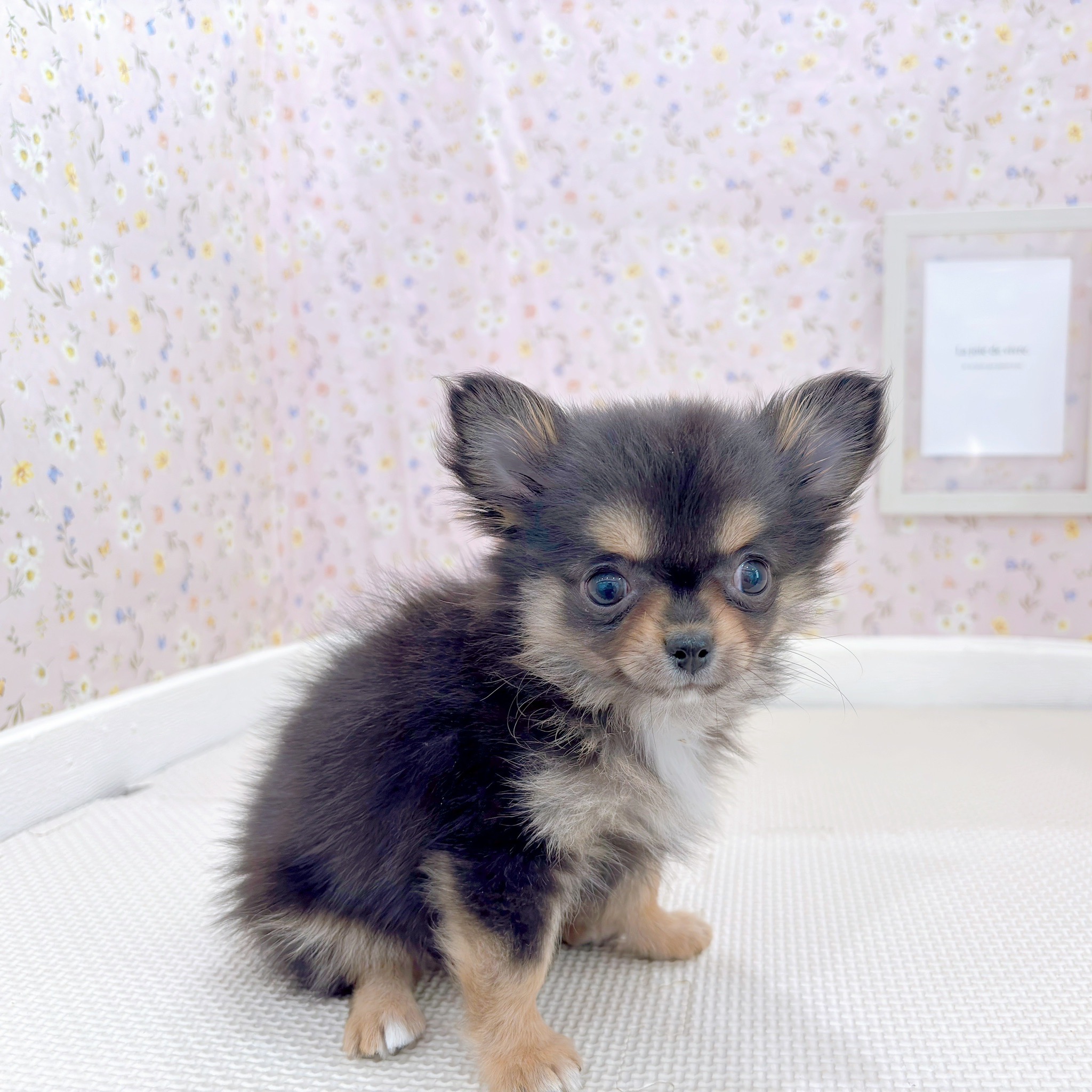 石川県のチワワ(ロング) (犬の家＆猫の里金沢店/2025年9月15日生まれ/女の子/ブラックタンホワイト)の子犬の4枚目の画像