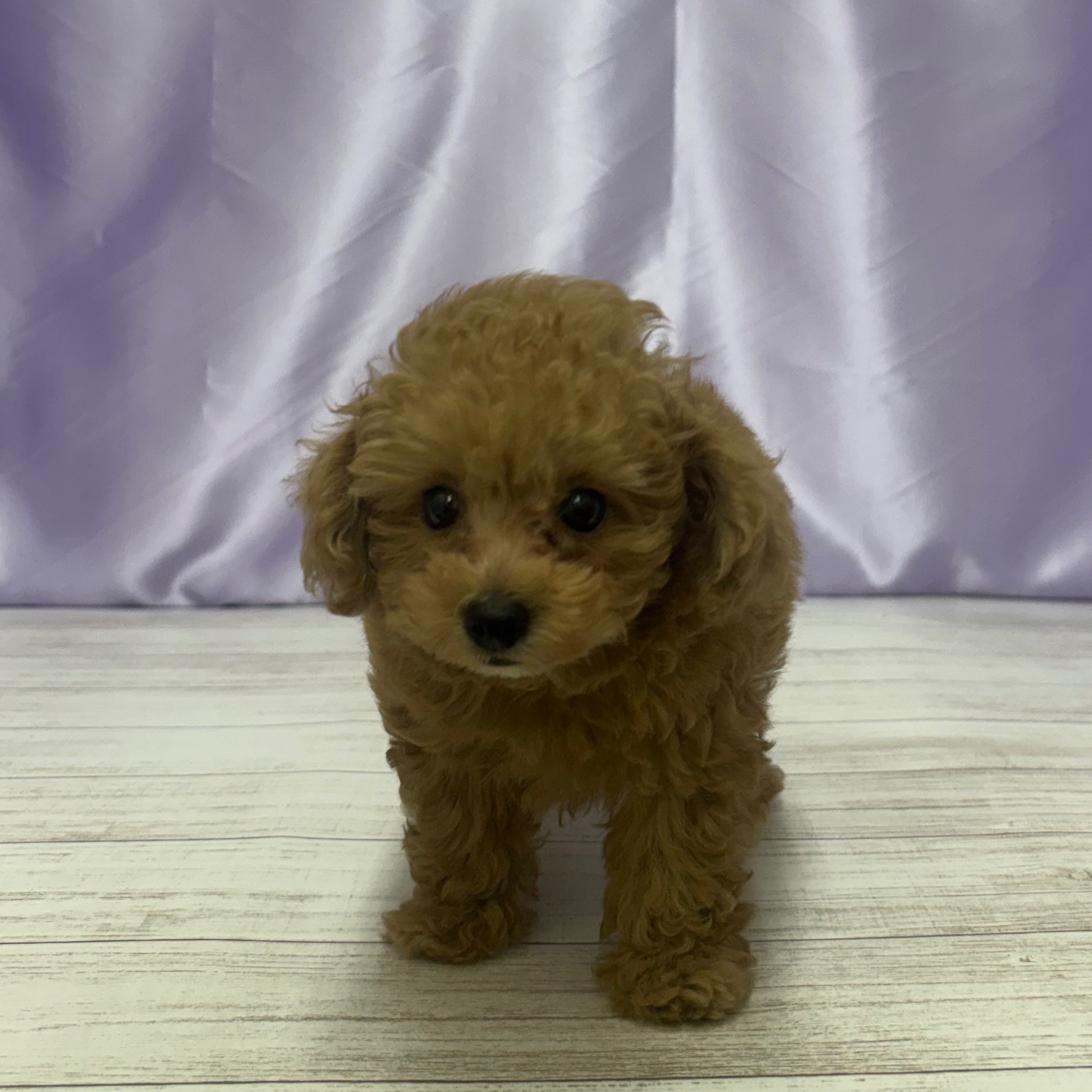 兵庫県のトイプードル(トイ) (犬の家＆猫の里尼崎店/2025年7月23日生まれ/女の子/オレンジフォーン)の子犬の4枚目の画像