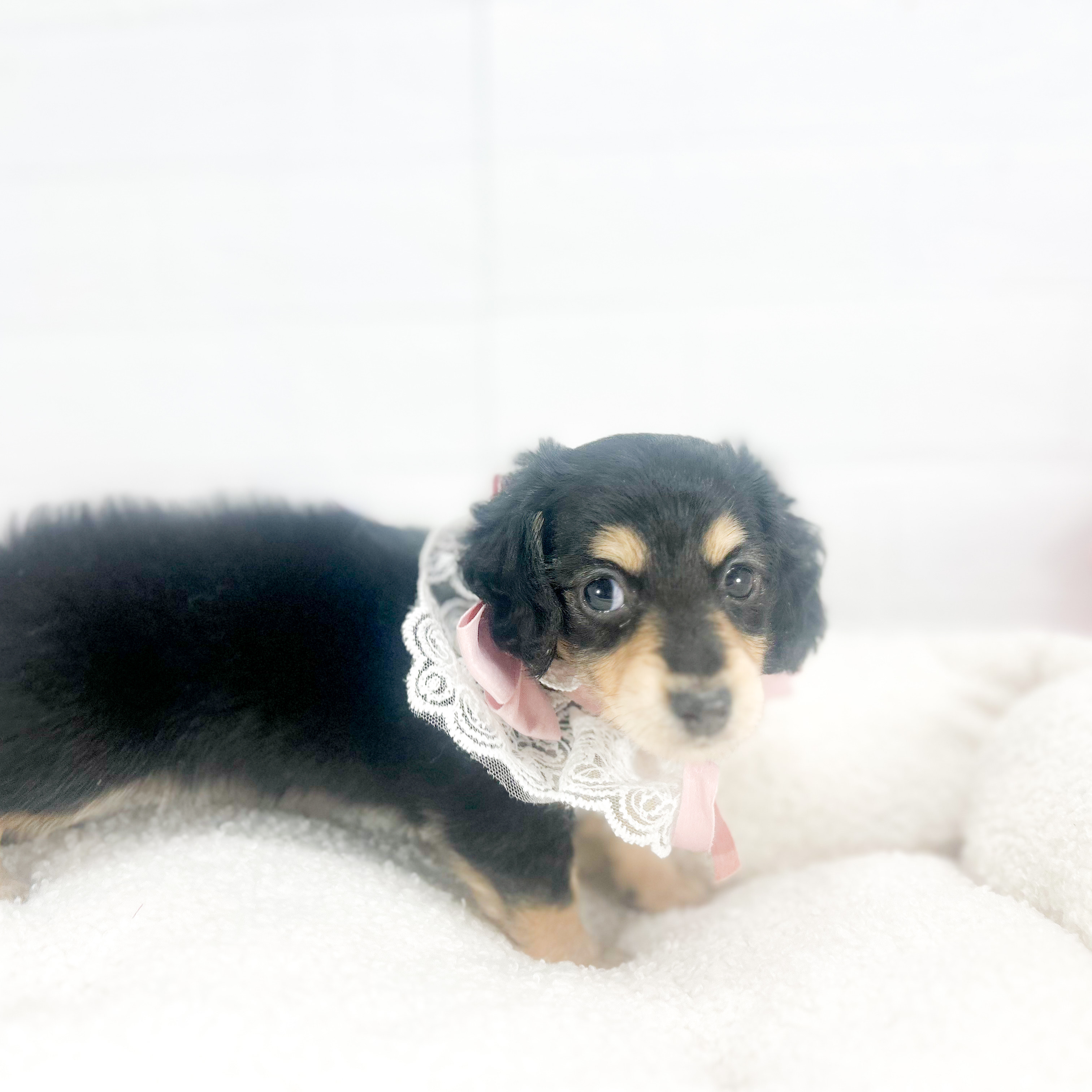 神奈川県のカニンヘンダックスフンド(ロング) (犬の家＆猫の里元住吉ブレーメン通り店/2025年7月1日生まれ/女の子/ブラックタン)の子犬の1枚目の画像