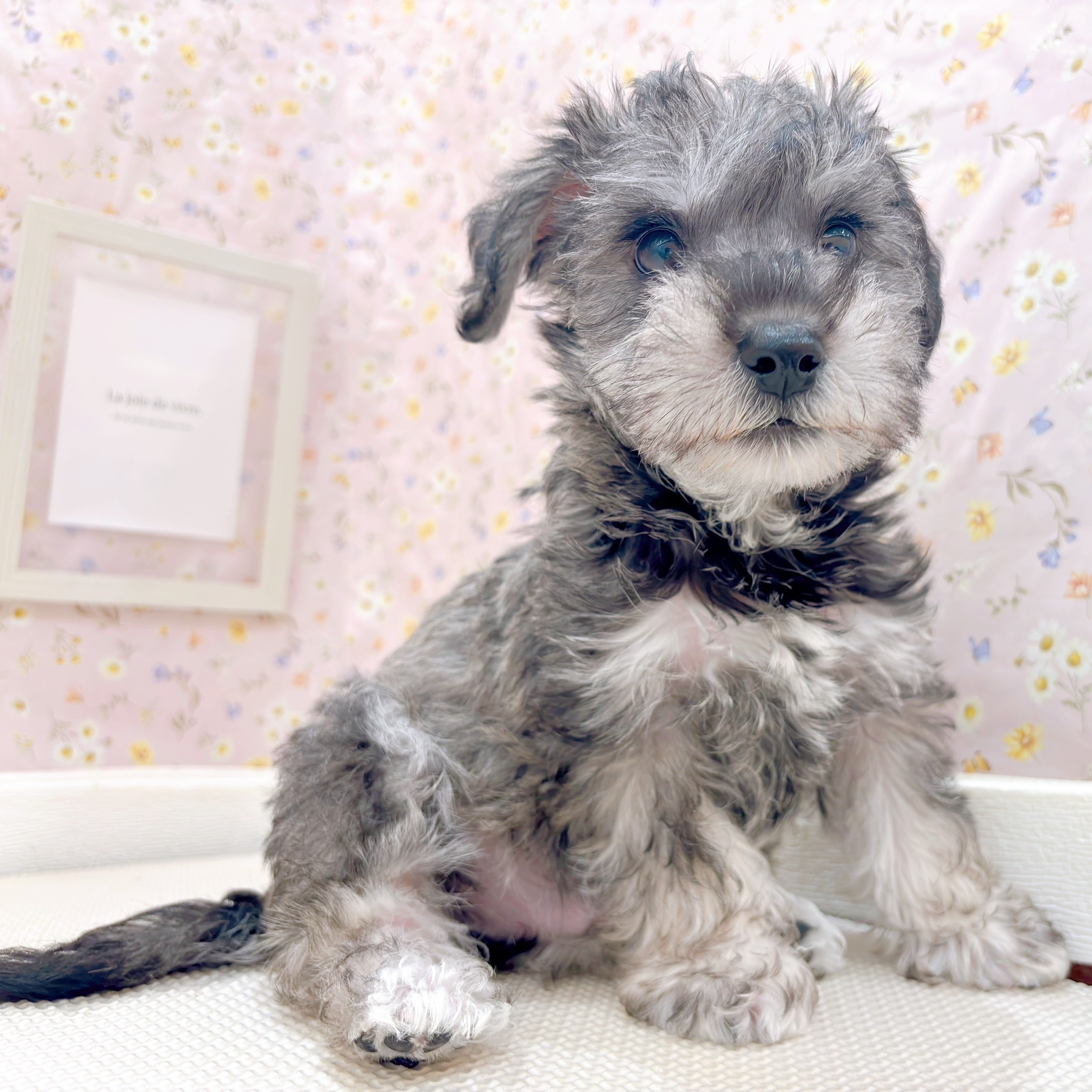 石川県のハーフ犬・ミックス犬 (犬の家＆猫の里金沢店/2025年9月15日生まれ/男の子/ソルトペッパー)の子犬の4枚目の画像