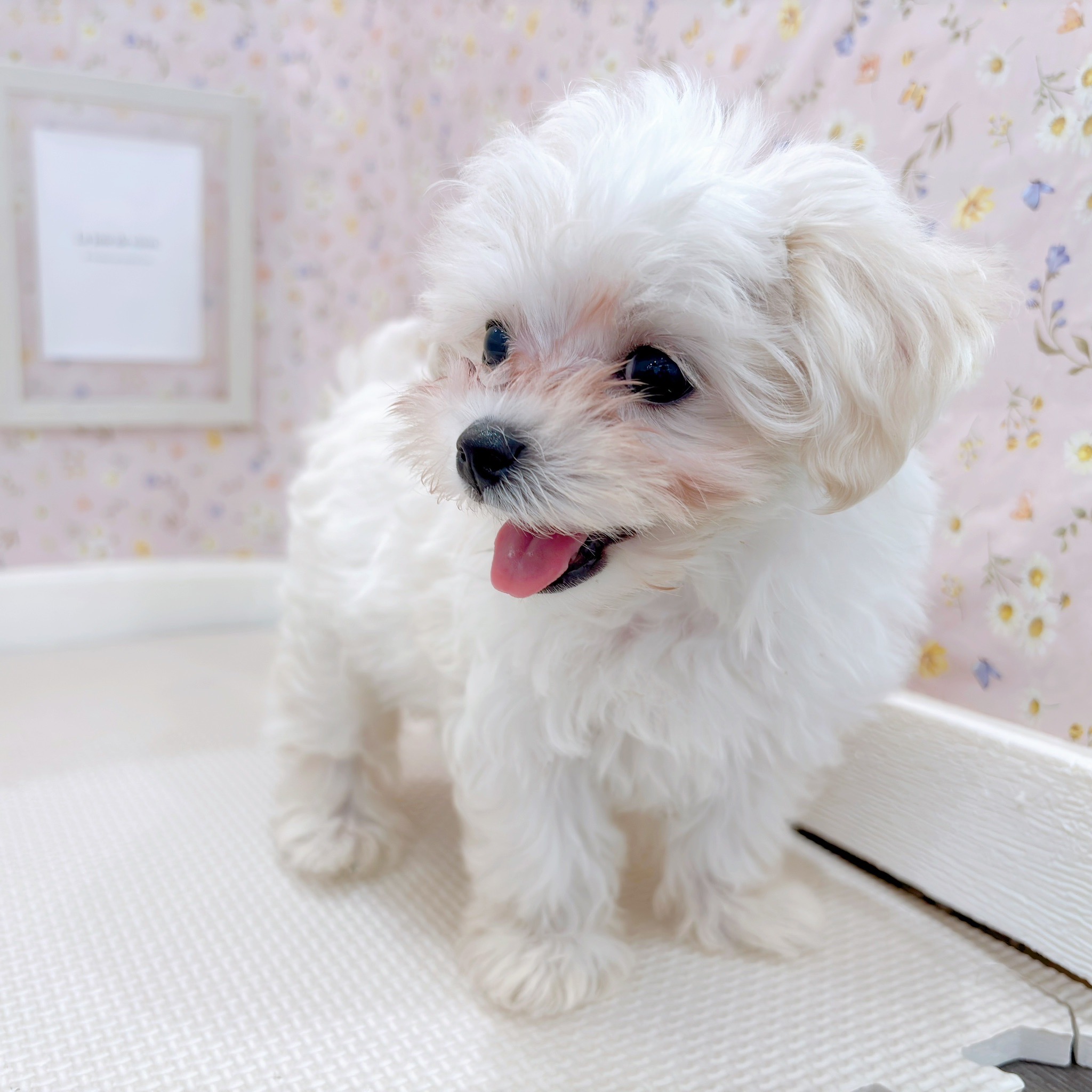 石川県のマルプー(マルチーズ×プードル) (犬の家＆猫の里金沢店/2025年9月11日生まれ/女の子/クリームホワイト)の子犬の1枚目の画像