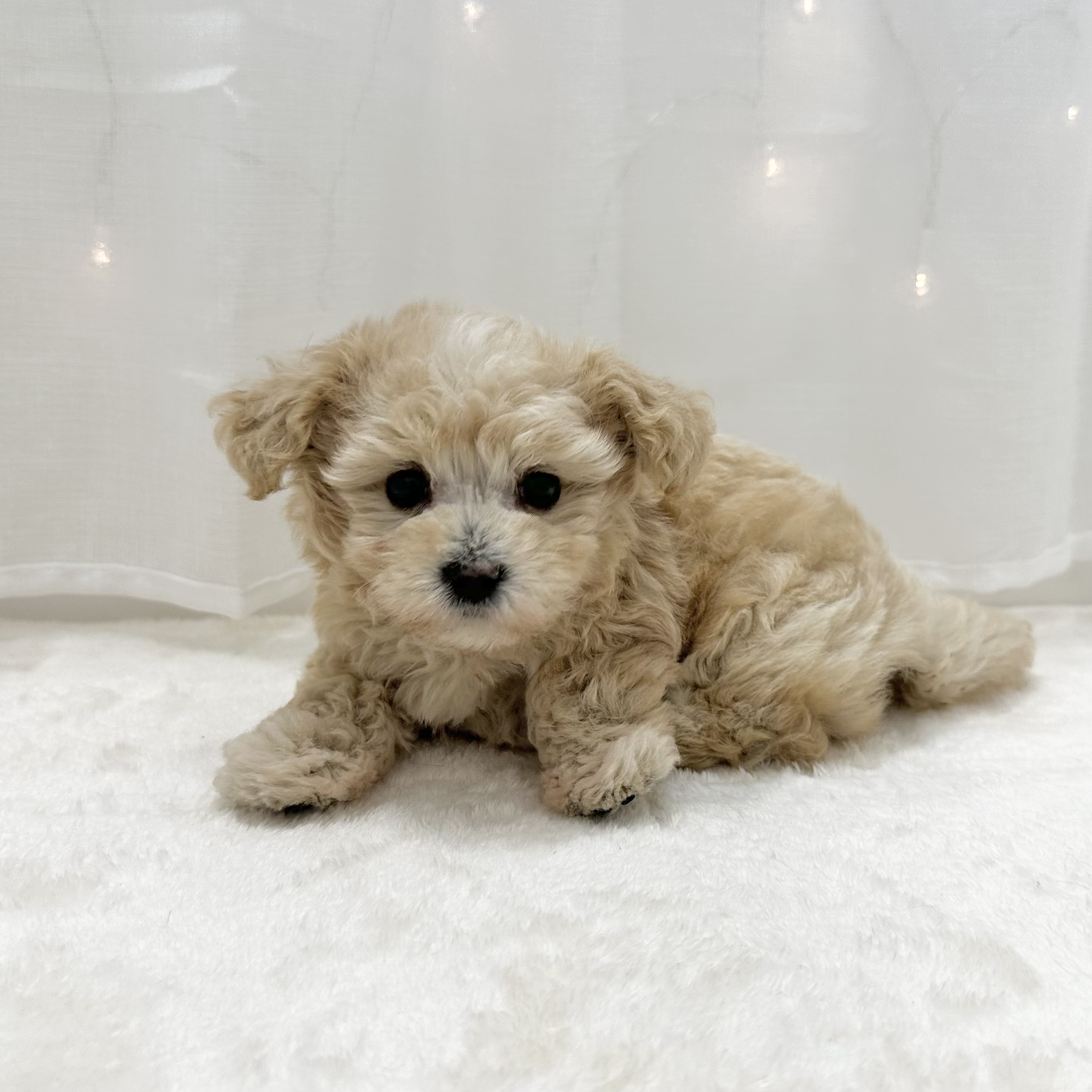 神奈川県のマルプー(マルチーズ×プードル) (犬の家＆猫の里相模原店/2025年5月11日生まれ/男の子/アプリコット)の子犬の4枚目の画像