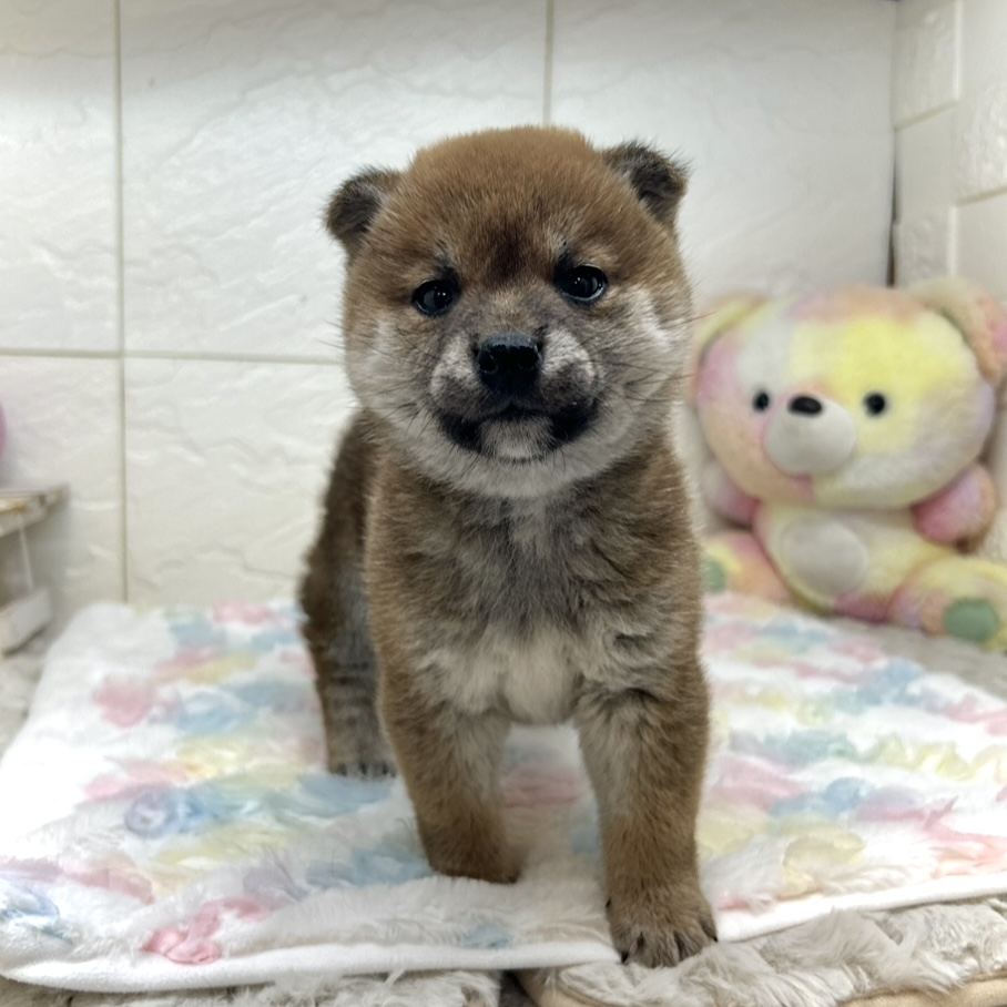 兵庫県の柴犬(標準サイズ) (犬の家＆猫の里ゆめタウン姫路店/2025年11月9日生まれ/女の子/赤)の子犬の4枚目の画像