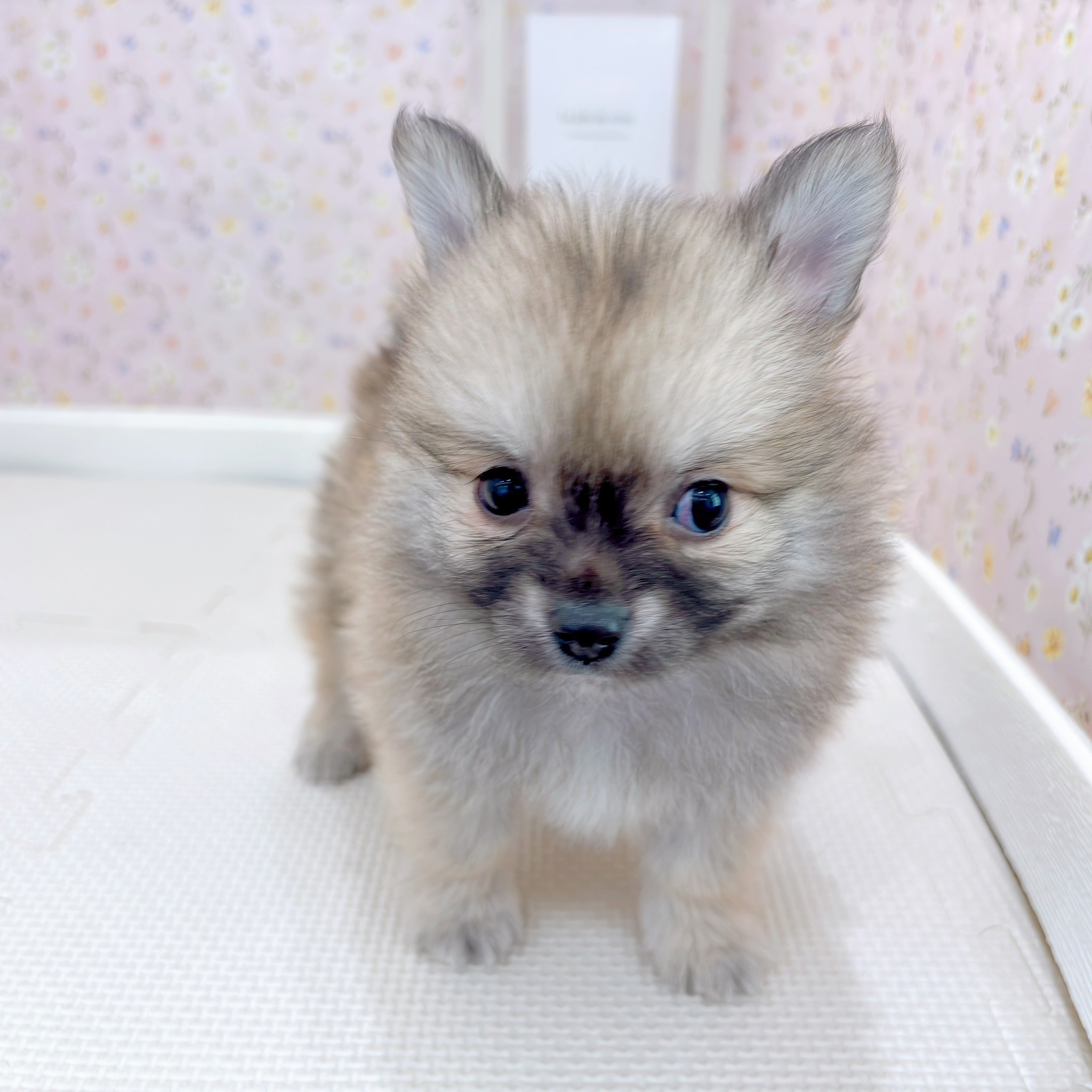 石川県のポメチワ/チワポメ/ポメチー(ポメラニアン×チワワ) (犬の家＆猫の里金沢店/2025年9月15日生まれ/男の子/セーブル)の子犬の4枚目の画像